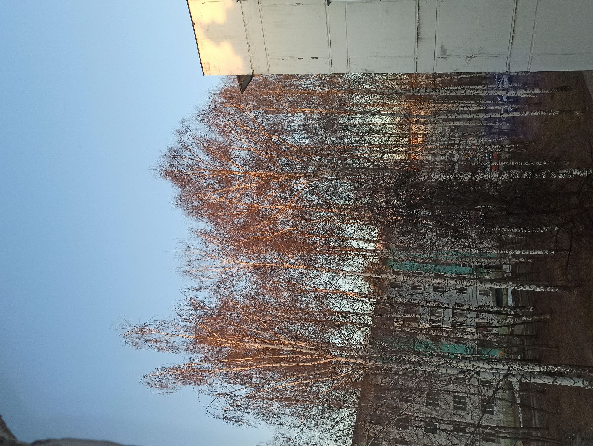The image captures an outdoor scene in Chaikovsky, Russia, during what appears to be late autumn or early spring, characterized by bare deciduous trees. The time of day is either early morning or late afternoon, as indicated by the warm, golden sunlight illuminating the upper parts of a building and the branches of numerous trees.
The primary subjects are a dense stand of trees, many appearing to be birches due to their light-colored trunks, and multi-story buildings. In the foreground and middle ground, the intricate, leafless branches of the trees dominate the view. Many of these branches catch the warm, low-angle sunlight, creating a glow against the cooler blue sky.
On the left side of the frame, a tall, light-colored, utilitarian building with a flat roof is visible. Its upper section is brightly lit by the sun, contrasting with shaded areas. Further in the background, partially obscured by the trees, other multi-story buildings can be seen, some featuring sections of a muted blue or green color on their facades, possibly indicative of balconies or architectural accents. The buildings exhibit signs of wear, typical of older urban architecture.
The sky is clear and a uniform light blue, suggesting fair weather. No people or specific activities are visible in the tranquil scene. The overall impression is one of quiet contemplation, with the stark beauty of the bare trees highlighted by the soft, directional light. There is no visible text in the image.