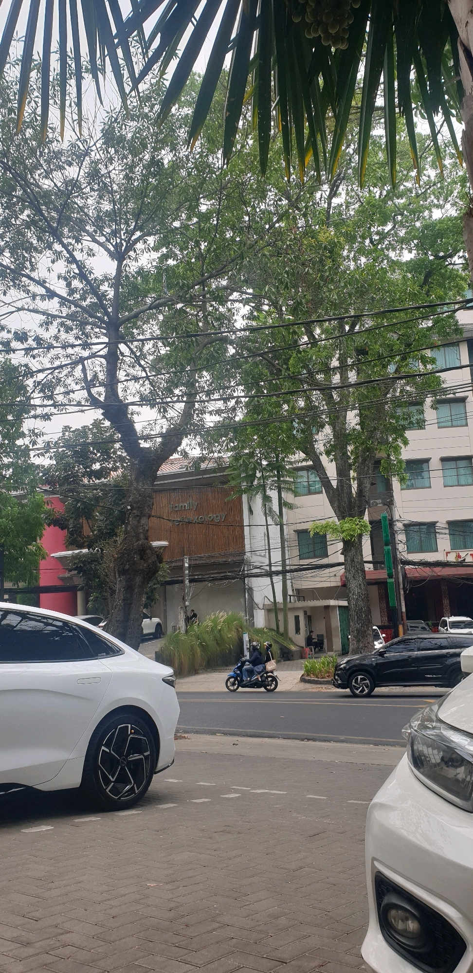 In a street scene at eye level, lush green trees with visible branches and leaves dominate the upper portion of the frame, obscuring much of the sky. Power lines are strung between the trees. In the middle ground, a two-story building with a modern facade featuring a bamboo-like textured wall is visible. Text on the building reads "Family Dermatology". To the right of this building is a white, multi-story building with rows of windows. A red building is partially visible on the far left. A paved sidewalk with a herringbone pattern is in the foreground. On the street, a white car is parked to the left, facing away from the viewer. A black SUV is driving on the right side of the street, heading towards the viewer. A scooter with two occupants is also traveling on the street, heading towards the viewer. The environment appears to be urban, with elements of nature interspersed with architecture and infrastructure.