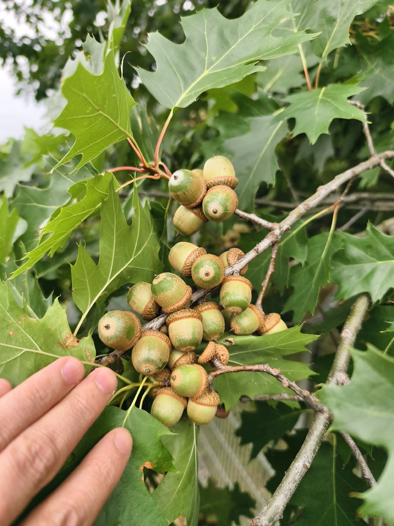 A close-up shot shows a hand reaching towards a cluster of green acorns on a branch of an oak tree. The acorns are ripe and have brown caps. The leaves of the tree are green and have serrated edges. The background is blurred, showing more leaves and a hint of a wooden fence. The image was taken outdoors in Tczew, Poland.