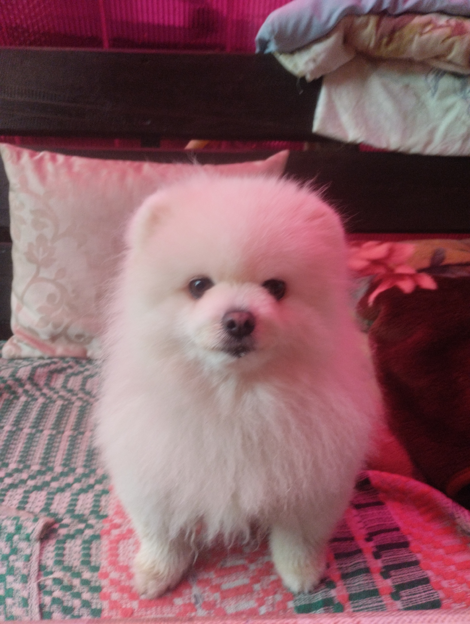 A close-up, slightly blurry, full-body shot captures a fluffy white Pomeranian dog sitting on a pink and green patterned blanket. The dog, facing forward, has dark eyes, a black nose, and a very furry appearance, making its features soft and rounded. Behind the dog, a light-colored decorative pillow with a faint floral pattern is visible. Further back, stacked linens in shades of blue and off-white rest on a dark surface. The background is predominantly a vibrant pink, suggesting artificial lighting or a colored backdrop. The overall scene is indoors, likely in a domestic setting in Urkovo, Russia, but no specific landmarks or street views are identifiable.
