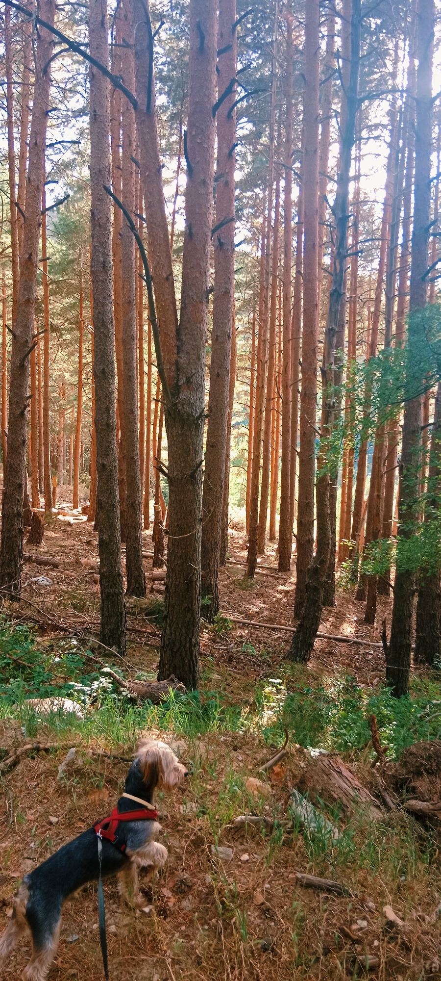 A small dog wearing a red harness and black leash is in a pine forest. The dog, which appears to be a terrier mix with gray and tan fur, is standing on a grassy incline with its front paws raised, looking to the right. The forest floor is covered with pine needles, dry leaves, and scattered branches. The trees are tall and slender with reddish-brown bark, and sunlight filters through the canopy, casting dappled shadows. The ground is uneven, with some exposed rocks and roots. The scene appears to be in the natural environment of La Pinilla, Spain, suggested by the type of pine forest.