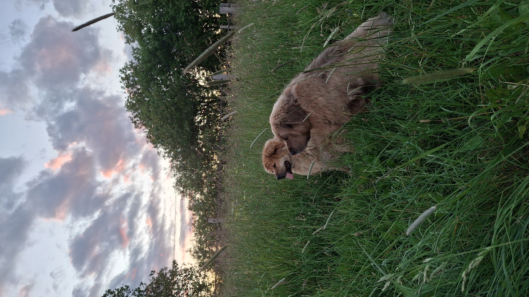 Two large, light brown dogs are positioned in a field of tall green grass. The dog on the left faces forward with its tongue slightly out, while the dog on the right is turned to the left, looking away from the camera. Behind the dogs, a line of trees forms the horizon, with a fence visible in the mid-ground. The sky above is a mix of grey and pink clouds, suggesting either dawn or dusk. The scene appears to be in a rural or natural outdoor setting, possibly in Timmolovo, Russia, given the provided context.