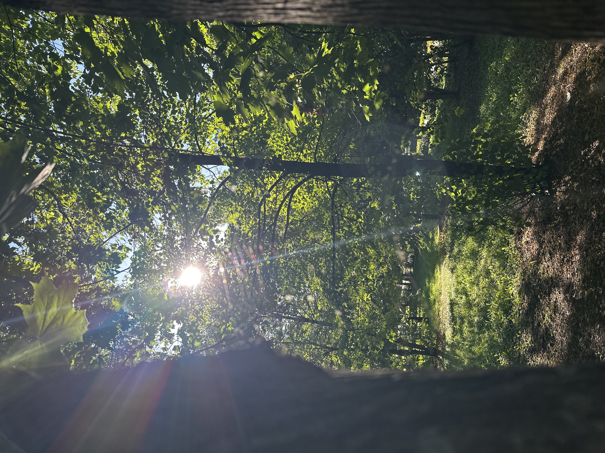 The image depicts a sun-dappled forest floor with lush green foliage and dappled sunlight filtering through the trees. The foreground features the bark of two trees, one on the left and one on the right, framing the view. The sun is visible in the upper center of the image, creating lens flares and highlighting the leaves. The ground is covered with grass, leaves, and shadows. No people or animals are present. The image location in Biysk, Russia is not discernible from the visual information provided.