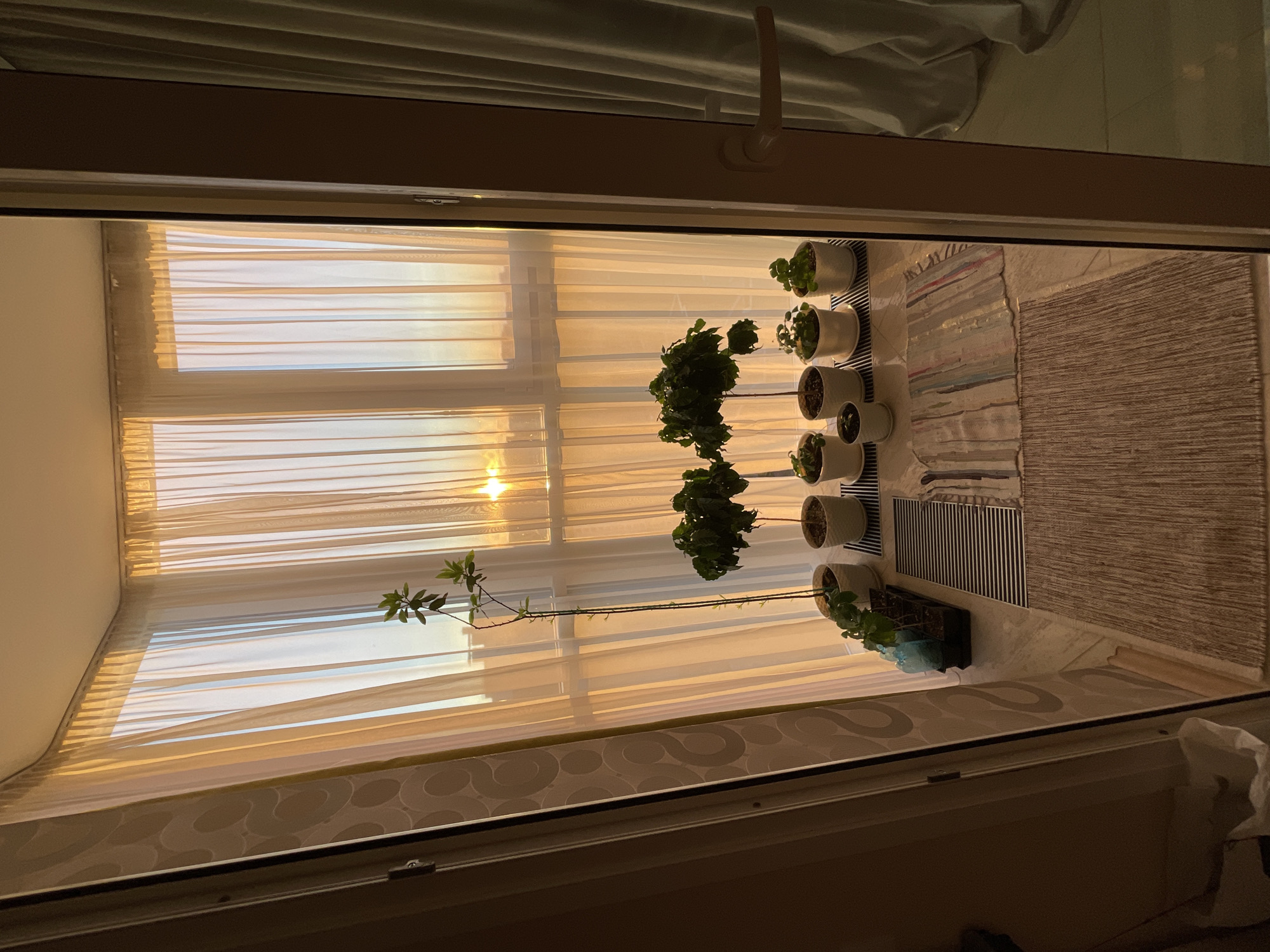 A view through an open doorway reveals a balcony filled with potted plants. The balcony is enclosed by sheer, cream-colored curtains that are illuminated by the warm, golden light of a sunset. The sun is visible as a bright orb behind the curtains, casting long shadows across the floor.
On the balcony, there are several potted plants arranged on a low ledge. Two larger plants with dense, green foliage are centrally located, while a taller, more slender plant with fewer leaves stands to their left. Several smaller potted plants are also visible, some with delicate green leaves. To the left of the plants, a black plastic tray holds what appear to be young seedlings.
Two small, woven rugs are placed on the floor of the balcony. The rug closest to the viewer is a light brown with a subtle striped pattern. A second rug, positioned further back, has a more colorful striped design with hints of blue, red, and off-white.
The balcony floor is tiled with a light-colored, smooth material. The walls of the room visible through the doorway are painted a neutral color and feature a subtle, circular pattern. A white plastic bag is visible on the floor to the far left, near the doorway. The doorway itself has a light-colored door frame and a white door handle. The overall impression is one of a peaceful, domestic scene bathed in the soft glow of the setting sun. The location is not specified in the image itself.