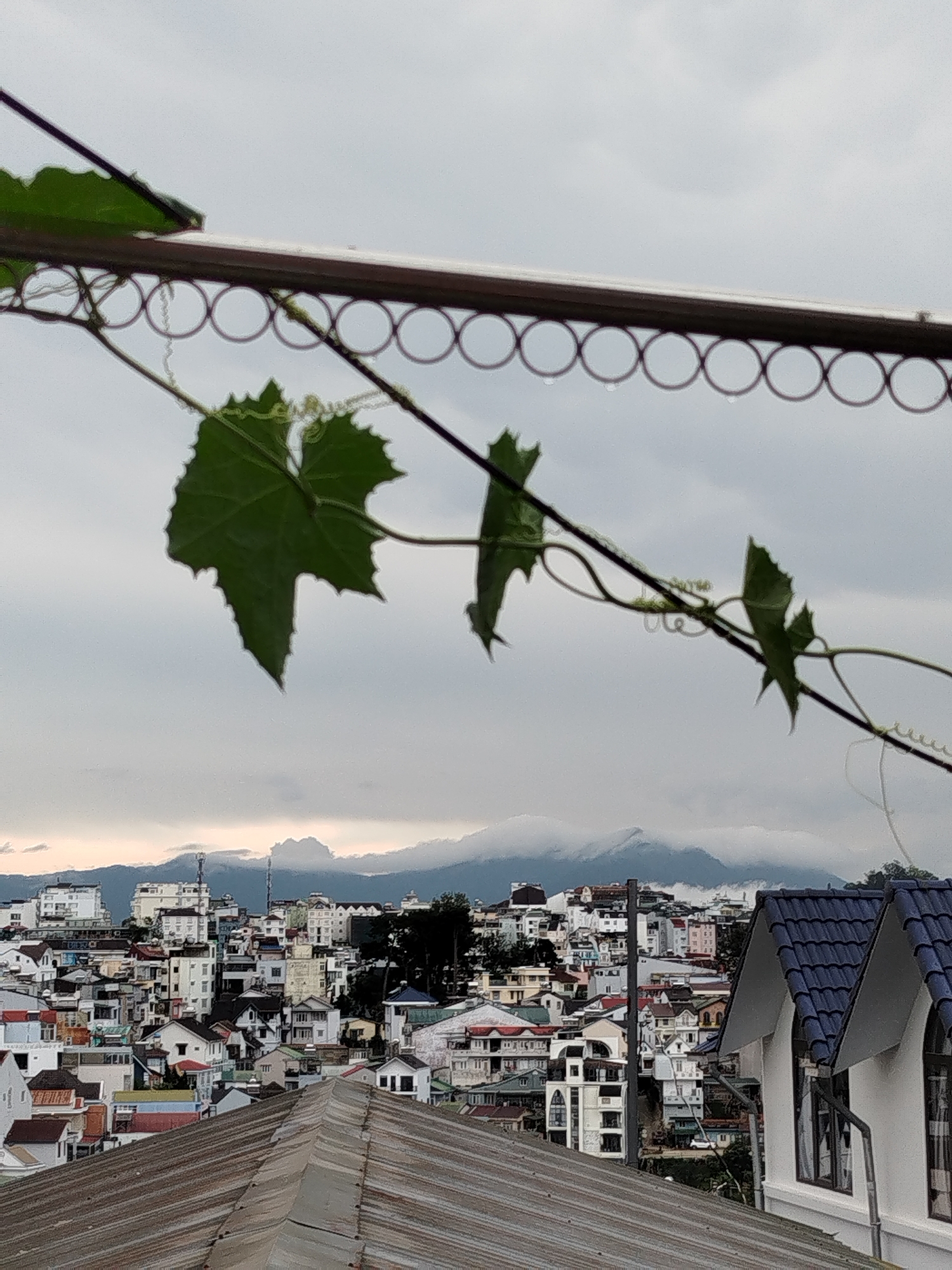 This media file showcases a cityscape of Da Lat, Vietnam, under an overcast sky. In the foreground, a thin vine with several green leaves hangs across the frame, obscuring parts of the view. The vine is attached to a metallic rod with a series of circular rings. Beyond the vine, a densely packed urban landscape unfolds, characterized by numerous buildings with a variety of architectural styles and roof colors, including red, blue, and grey. Many of the buildings appear to be multi-story.
The backdrop of the city is dominated by a range of mountains, partially shrouded in low-lying clouds, suggesting a cool or misty atmosphere. The sky is a uniform grey, indicating a cloudy or possibly rainy day. The overall mood is subdued and tranquil. The time of day is indeterminate due to the overcast conditions, but the soft, diffused light suggests it could be morning or late afternoon. There is no visible text in the image. The scene depicts a residential and urban area in Da Lat, nestled among hills.