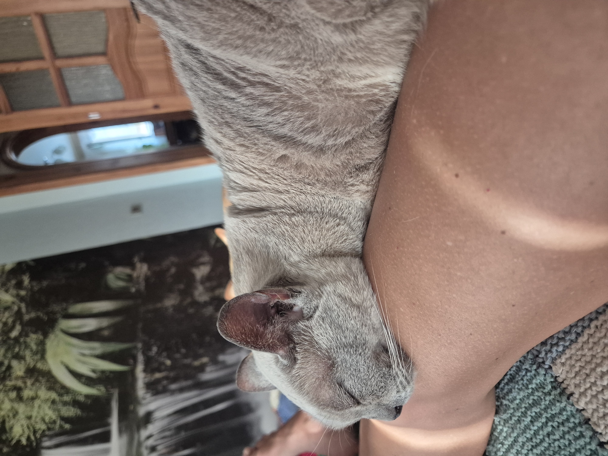 The image shows a close-up view of a light gray cat sleeping on a person's leg. The cat's eyes are closed, and its head is resting on the leg. The person's leg is visible from the knee down, and they are wearing a green and blue knitted blanket. In the background, there is a poster or mural of a waterfall and greenery, and a wooden door. The scene appears to be indoors, in a domestic setting. The location is not specified in the image.