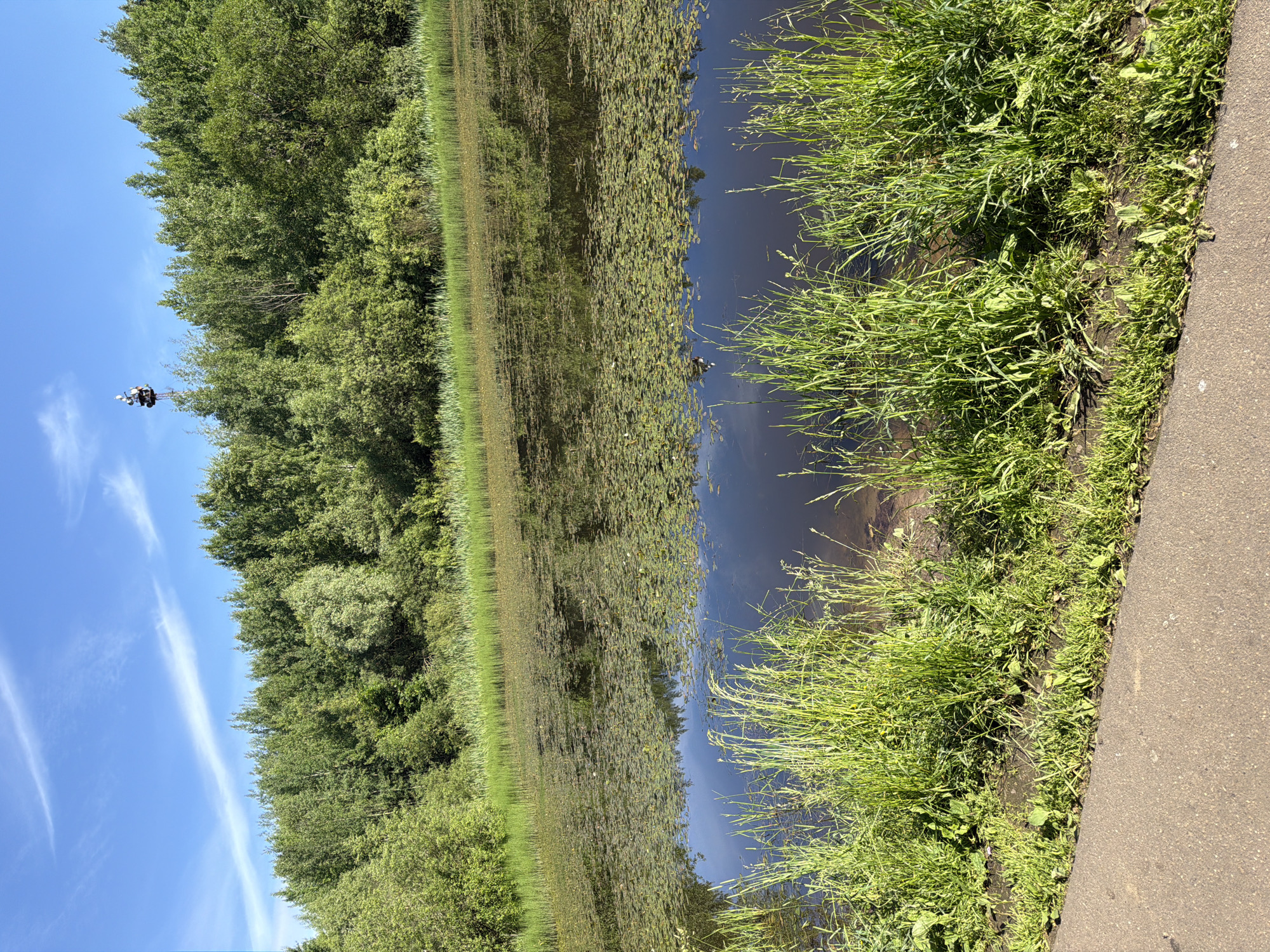 The image depicts a tranquil natural scene with a body of water covered in lily pads, bordered by lush green grass and a dense forest in the background. A tall radio tower with some equipment at its top is visible above the trees, silhouetted against a bright blue sky with wispy clouds. The foreground shows a paved pathway running alongside the water's edge. The reflection of the trees and sky is visible on the calm surface of the water. The overall impression is one of a peaceful, natural setting within or near an urban environment. The presence of the radio tower suggests a location with infrastructure, possibly on the outskirts of a city. While the image does not explicitly provide the location in Moscow, such a scene is consistent with natural areas and parks found within or surrounding the city.