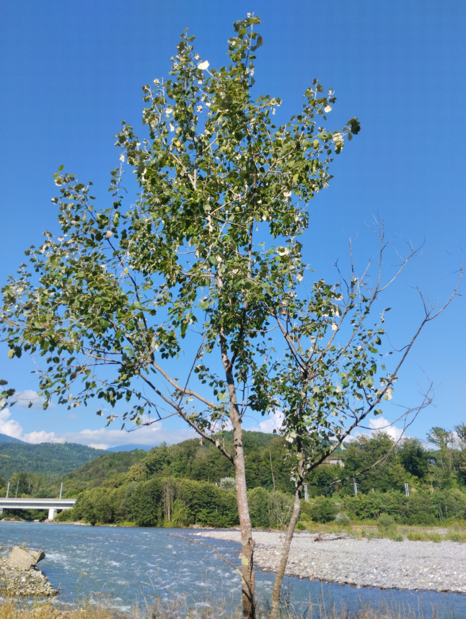 This is a vertical, eye-level shot of a young, somewhat sparse tree with green leaves against a bright blue sky. The tree is positioned in the foreground, with its trunk split into two main branches. To the right of the main tree, a few bare, dead branches extend upwards. Below the tree, a wide, fast-moving river flows. The riverbank is covered in smooth, grey pebbles. In the middle ground, a lush, green forest covers rolling hills. A white bridge with multiple arches spans the river in the distance, with visible power lines and some buildings peeking through the trees. The sky is clear with a few wispy white clouds visible on the left side of the frame. The scene is consistent with a natural landscape, possibly in a rural area near Adlerskiy, Russia.