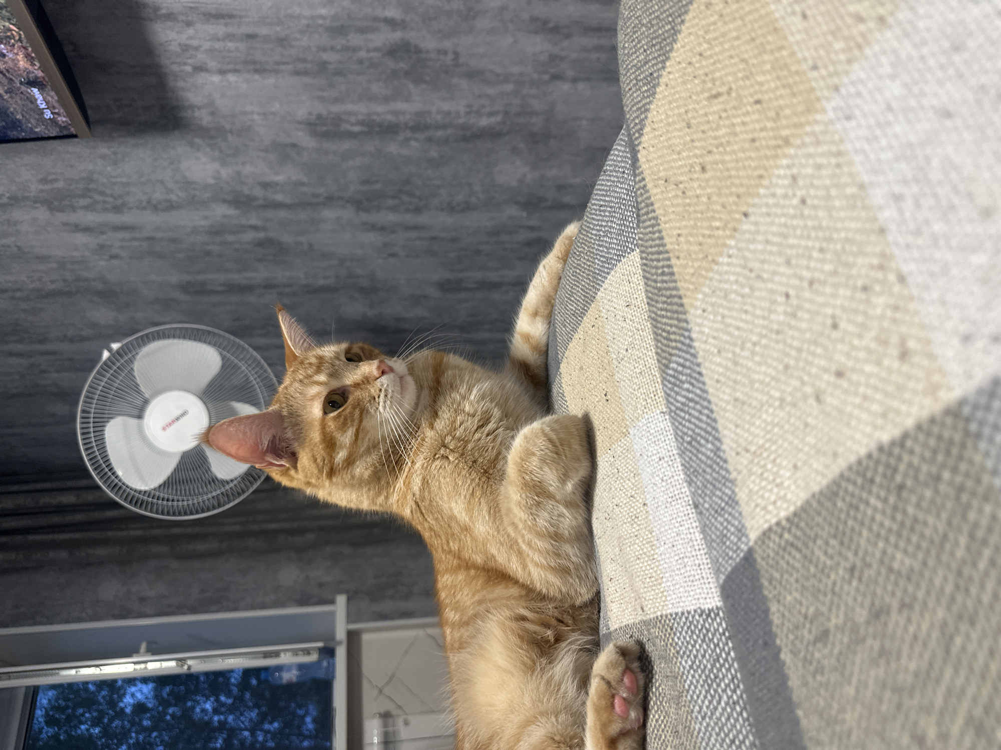 An orange tabby cat lies on a checkered blanket. The cat is facing to the right, with its head slightly turned to look towards the right. Its left front paw is extended forward. A white oscillating fan is mounted on a grey textured wall behind the cat. To the left of the fan, a window shows a dark blue sky with silhouetted trees. A television screen is visible in the upper right corner of the frame. The room appears to be dimly lit.