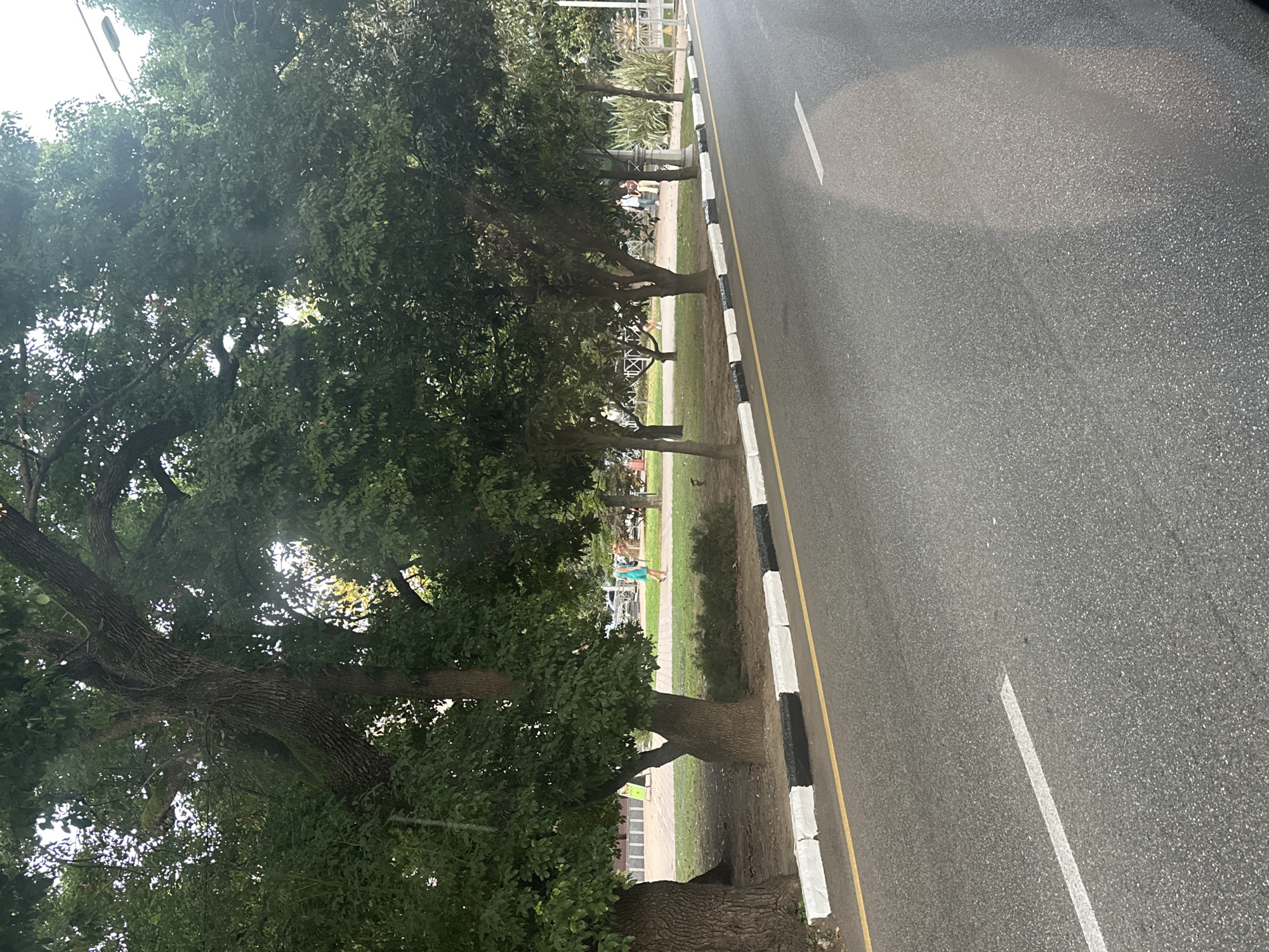 An outdoor, eye-level, medium shot shows a road bordering a grassy area with trees and some people walking in Sochi, Russia. The road is paved and has a yellow line and a white line painted on it. A curb separates the road from a grassy area that has several large trees. In the grassy area, a person wearing a light blue dress is walking. Other people are seen walking in the background. The sky is bright and the scene appears to be during the day.