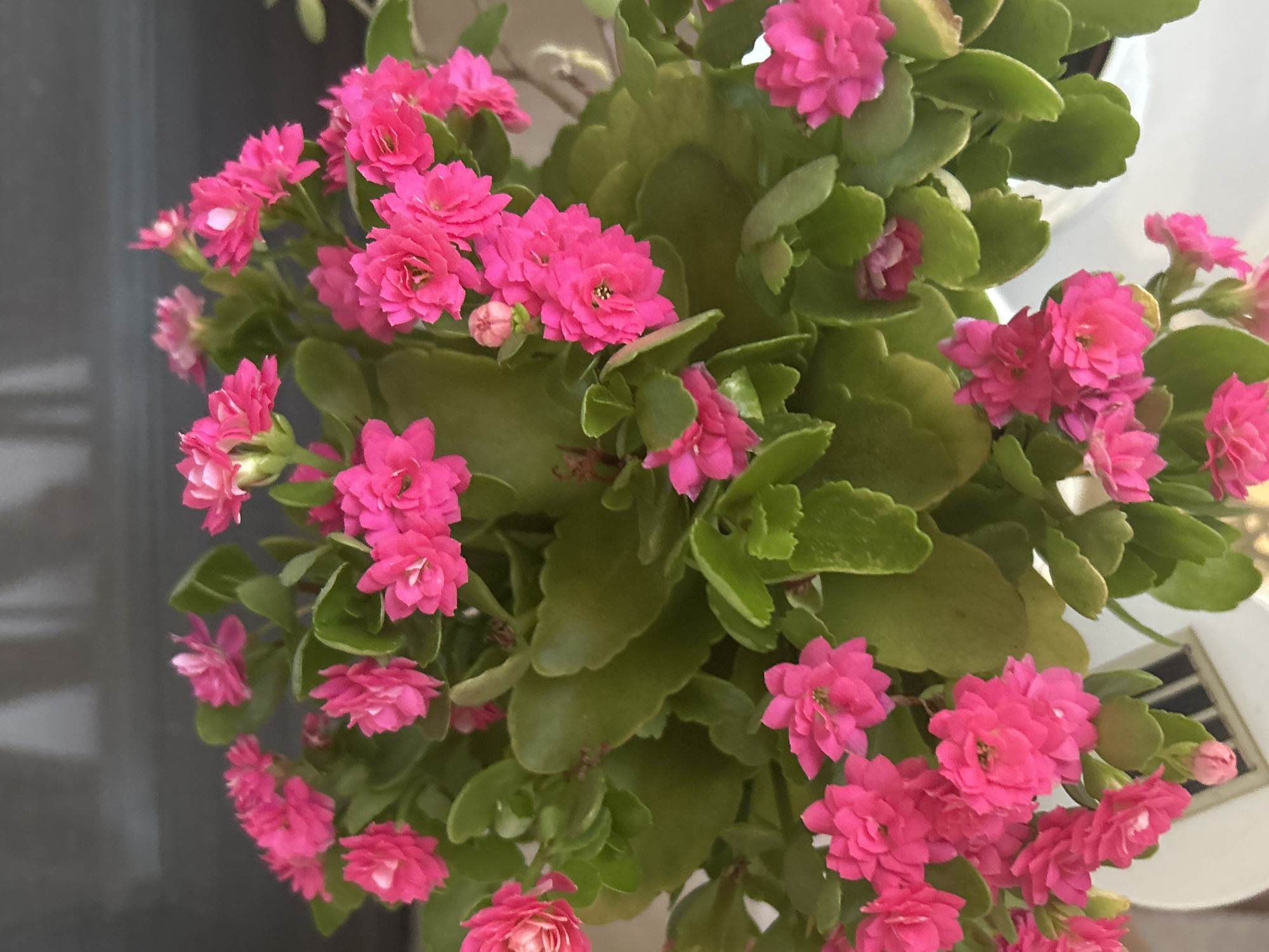 A close-up, top-down view shows a potted plant with numerous vibrant pink flowers and green leaves. The plant is likely a Kalanchoe. The background is out of focus, appearing as a muted gray and white surface. The image does not provide any information about its location in the city of Plovdiv, Bulgaria.