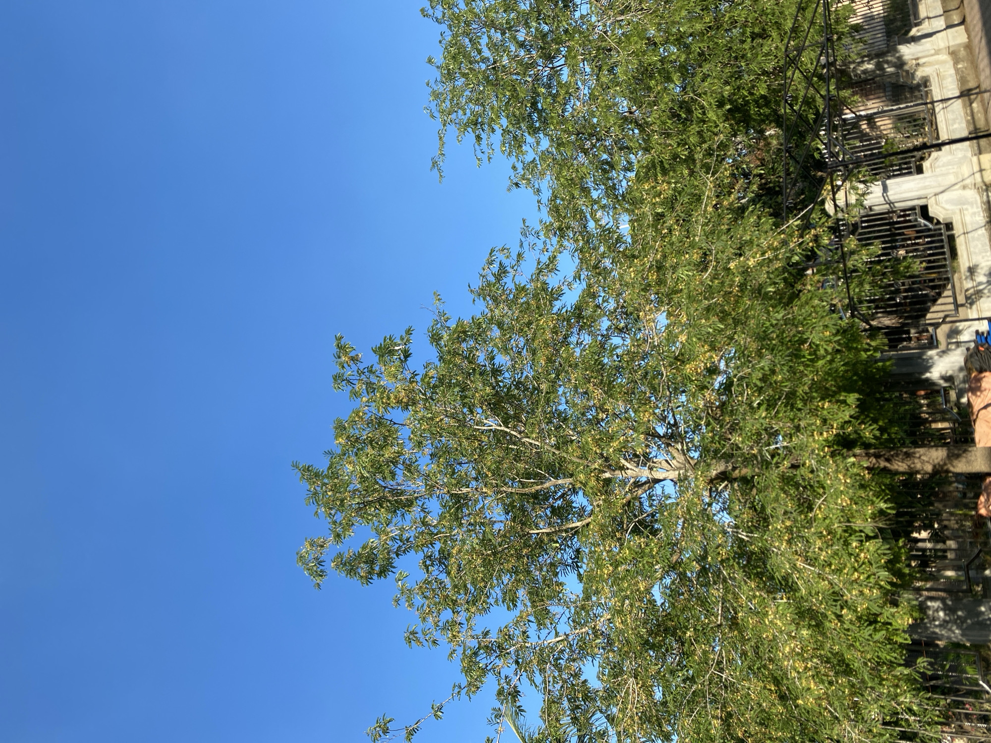 A low-angle shot captures the upper canopy of a large, leafy tree against a clear, bright blue sky. The tree, with its green foliage dotted with small yellow clusters, dominates the center and right portions of the frame. A black metal fence with decorative elements and concrete posts runs along the bottom, partially obscured by the tree's lower branches. In the distance, the faint outline of structures and possibly more trees can be seen behind the fence. The overall scene suggests an outdoor environment in a residential or public space, likely during daylight hours.