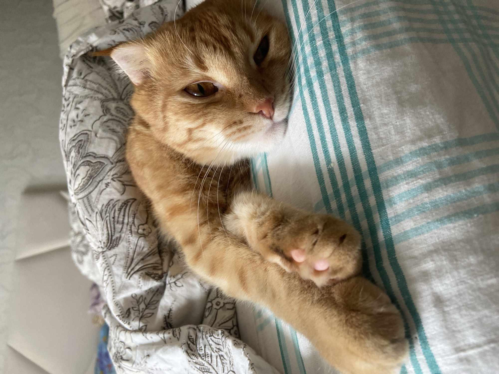 An orange tabby cat with light brown eyes is lying on a bed, partially covered by a patterned duvet. The cat is facing to the right, with its left paw extended forward. The bed is made with a white and teal striped sheet. The background shows a headboard and part of another blanket. The image was captured in Balashikha, Russia.