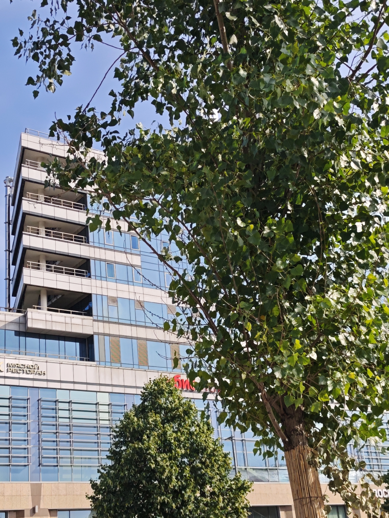The image shows a modern building with a facade of glass and white balconies, partially obscured by the branches and leaves of a large tree in the foreground. The tree has a thick trunk that is wrapped with what appears to be bamboo. The building is multi-storied and has a sleek, contemporary design. The sky is clear blue. The text on the building is partially visible and appears to be in Russian. The overall scene suggests an urban environment, possibly in Moscow, Russia, where modern architecture is juxtaposed with natural elements. There are no people or active events depicted in the image.