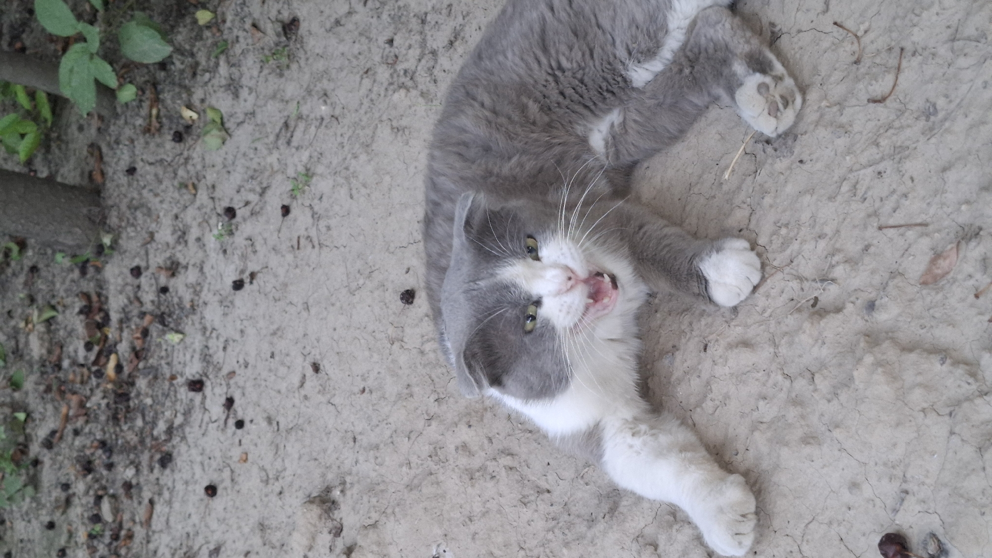 A medium shot captures a grey and white cat in a crouched position on cracked dirt ground. The cat's mouth is open, revealing its teeth and pink tongue, and its ears are pulled back, suggesting it is hissing or growling. The cat's body is partially obscured, but its front paws are visible, with one extended forward and the other tucked beneath. Scattered on the ground are small, dark objects that appear to be nuts or seeds, and fallen leaves. In the background, the bases of two tree trunks are visible, with some green foliage further back. The scene is outdoors in a natural or semi-natural environment. There is no indication of this location being in Шұбарсу, Kazakhstan.