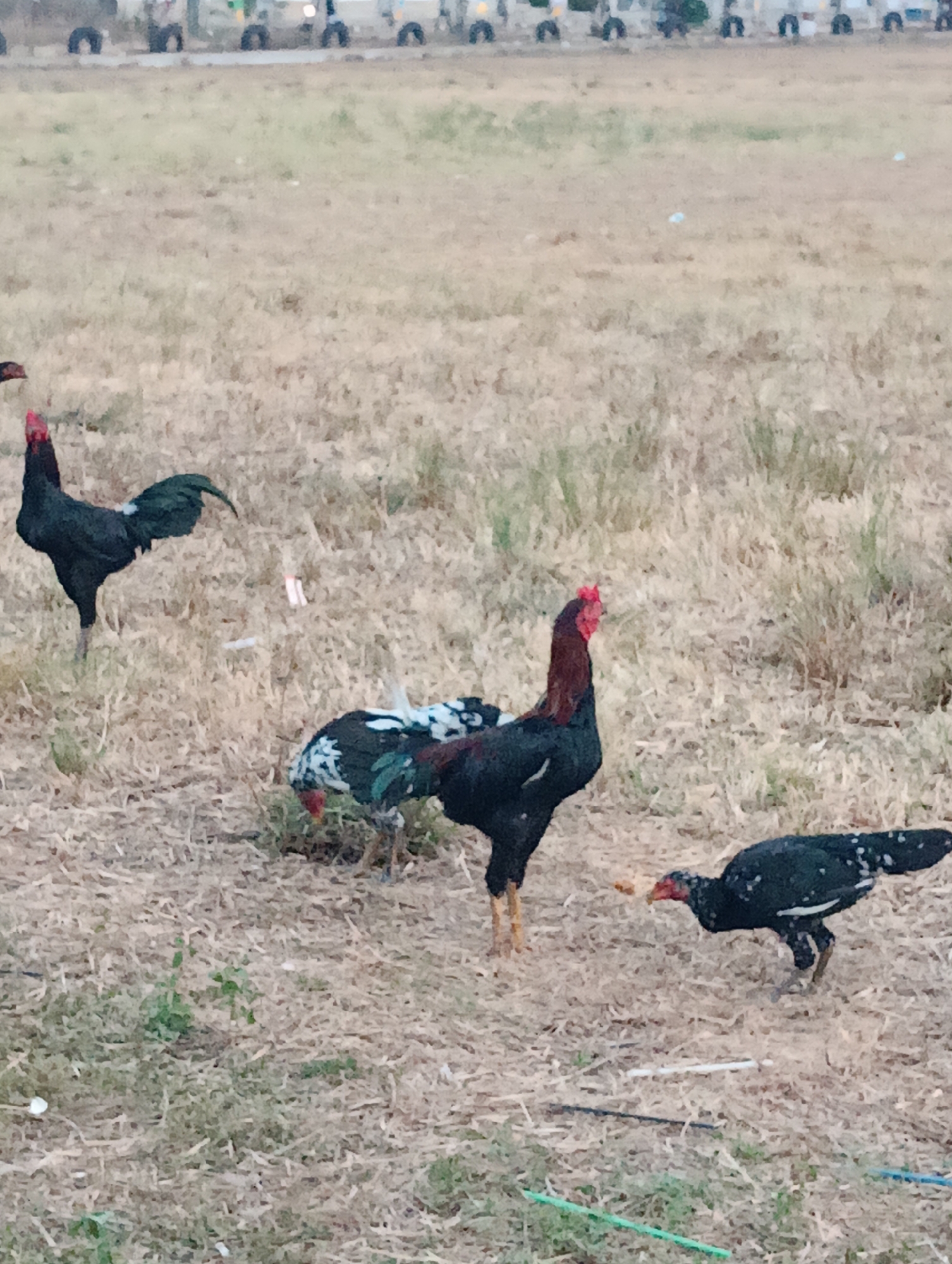In an outdoor, dry, grassy field with sparse vegetation in Pematang Jaya, Indonesia, three roosters are present. The rooster on the left is predominantly black with dark green iridescent tail feathers and a red comb. Another rooster in the center is mostly black with striking white and black speckled body feathers, red wattles, and a red comb. The third rooster, on the right, is black with white speckles, and appears to be pecking at a piece of food on the ground. In the background, a row of small, dark, rounded objects, possibly tires, are visible in a line, suggesting a potential track or border. The ground is covered in dry grass and some light-colored debris.