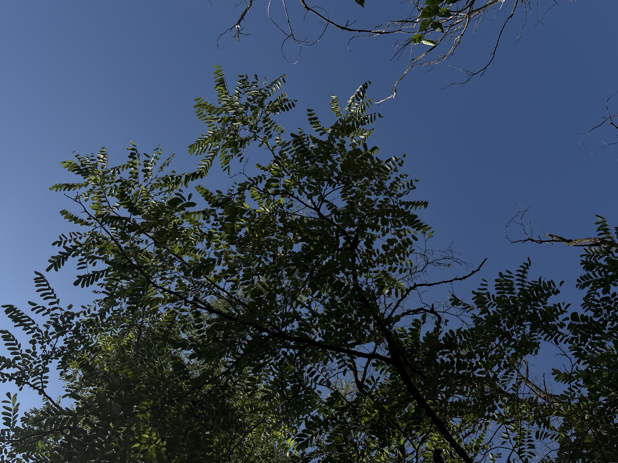 The image is an upward-facing shot of a clear blue sky with tree branches and foliage silhouetted against it. The main subject is a large tree with dense, green leaves and dark branches, positioned in the upper left quadrant of the frame. The leaves are small and compound, creating a feathery texture. To the right and lower right, sparser, bare branches with a few scattered leaves are visible, some appearing twisted and dry. The overall impression is of looking up through a canopy of trees on a bright, sunny day. The scene is consistent with a natural outdoor setting, potentially a park or a wooded area within or on the outskirts of Rostov-on-Don, Russia. No people or any specific urban elements are depicted.
