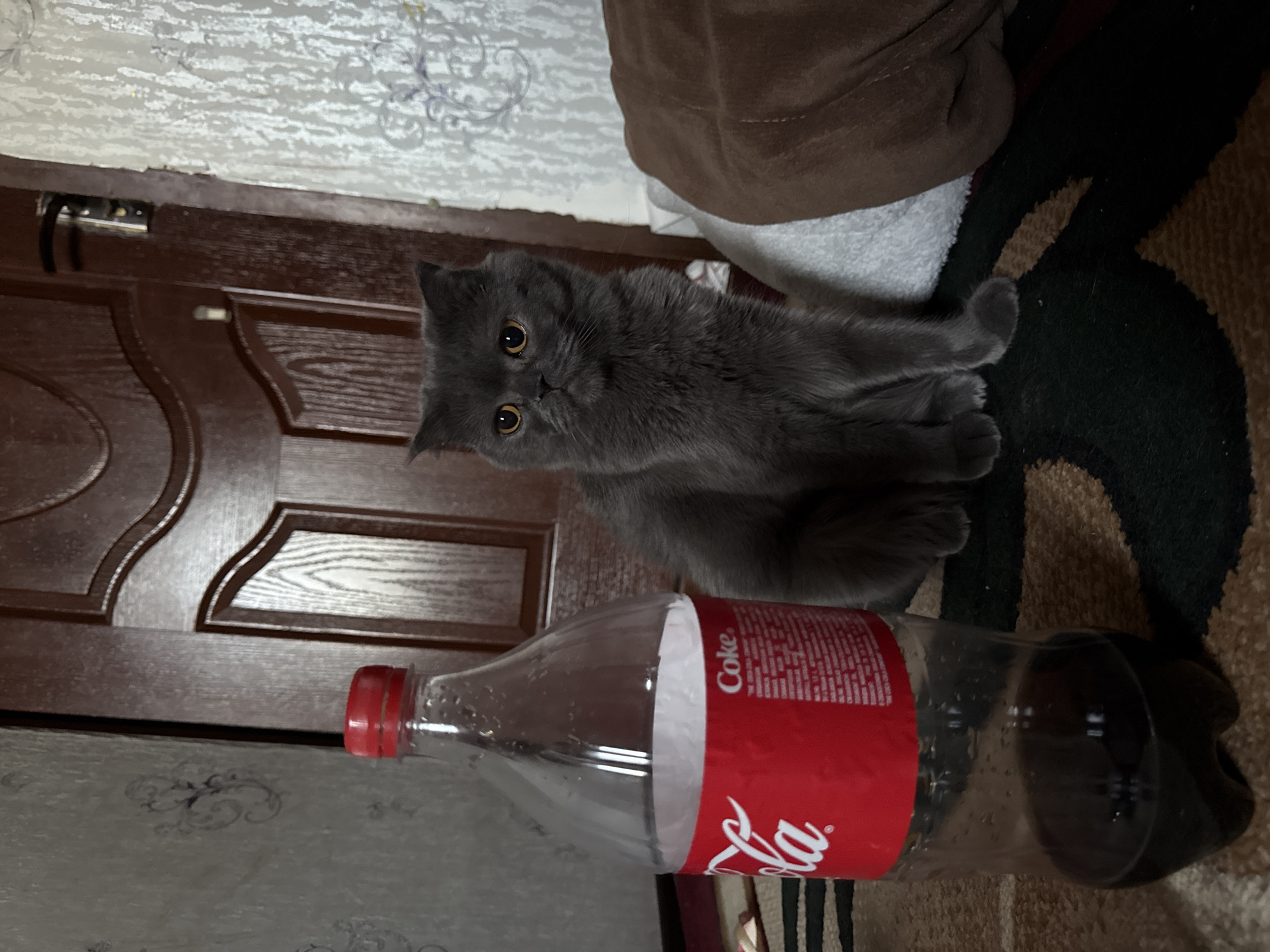 A British Shorthair cat with grey fur and orange eyes sits on a patterned rug in front of a wooden door. To the left of the cat is a partially filled plastic bottle of Coca-Cola. The background includes a textured wall and a brown blanket. The image is taken indoors, likely in a residential setting within Tashkent, Uzbekistan.