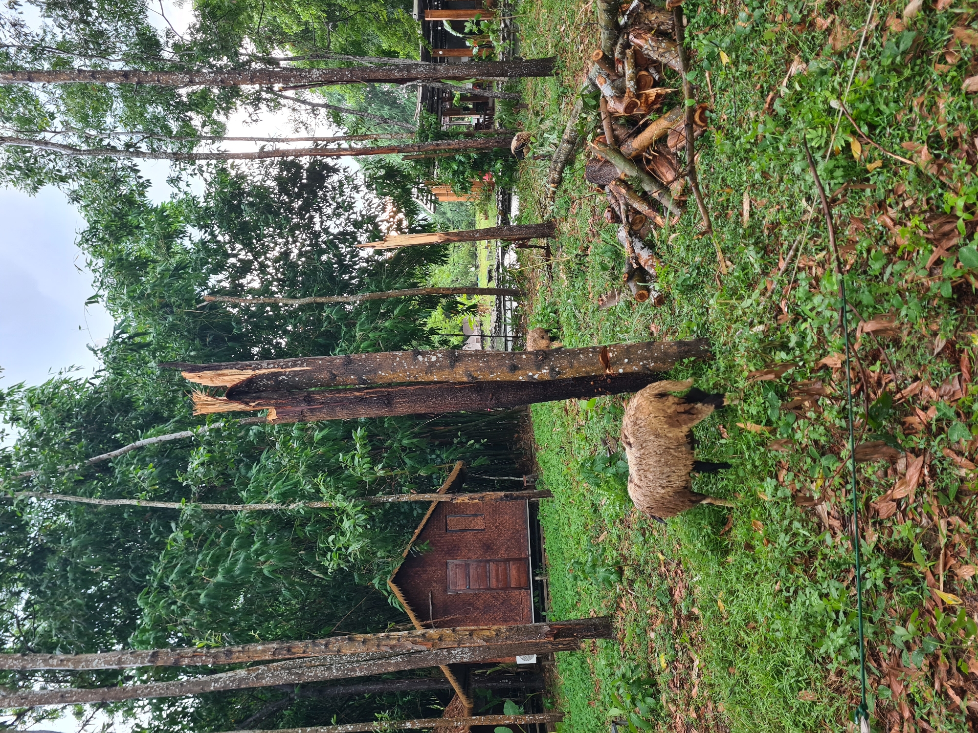 The image depicts an outdoor scene in a lush, tropical environment, likely in Đà Nẵng, Vietnam, characterized by dense green foliage and tall trees. In the foreground, a sheep with light brown wool is grazing on a patch of grass and fallen leaves. To the right of the sheep, a large pile of freshly cut logs and branches lies on the ground, indicating recent deforestation or land clearing activities. A broken tree trunk, split vertically, stands prominently near the logs.
Further into the scene, a small, rustic hut with a thatched roof and wooden walls is visible, nestled amongst the trees. The hut has a simple wooden door and a window. In the background, additional structures can be observed, including what appears to be an open-air pavilion or seating area with tables and chairs. A small body of water, possibly a pond or stream, is also present in the middle ground. The overall atmosphere is natural and somewhat untamed, with a mixture of natural elements and signs of human activity. The lighting suggests an overcast day, contributing to the muted colors of the scene.