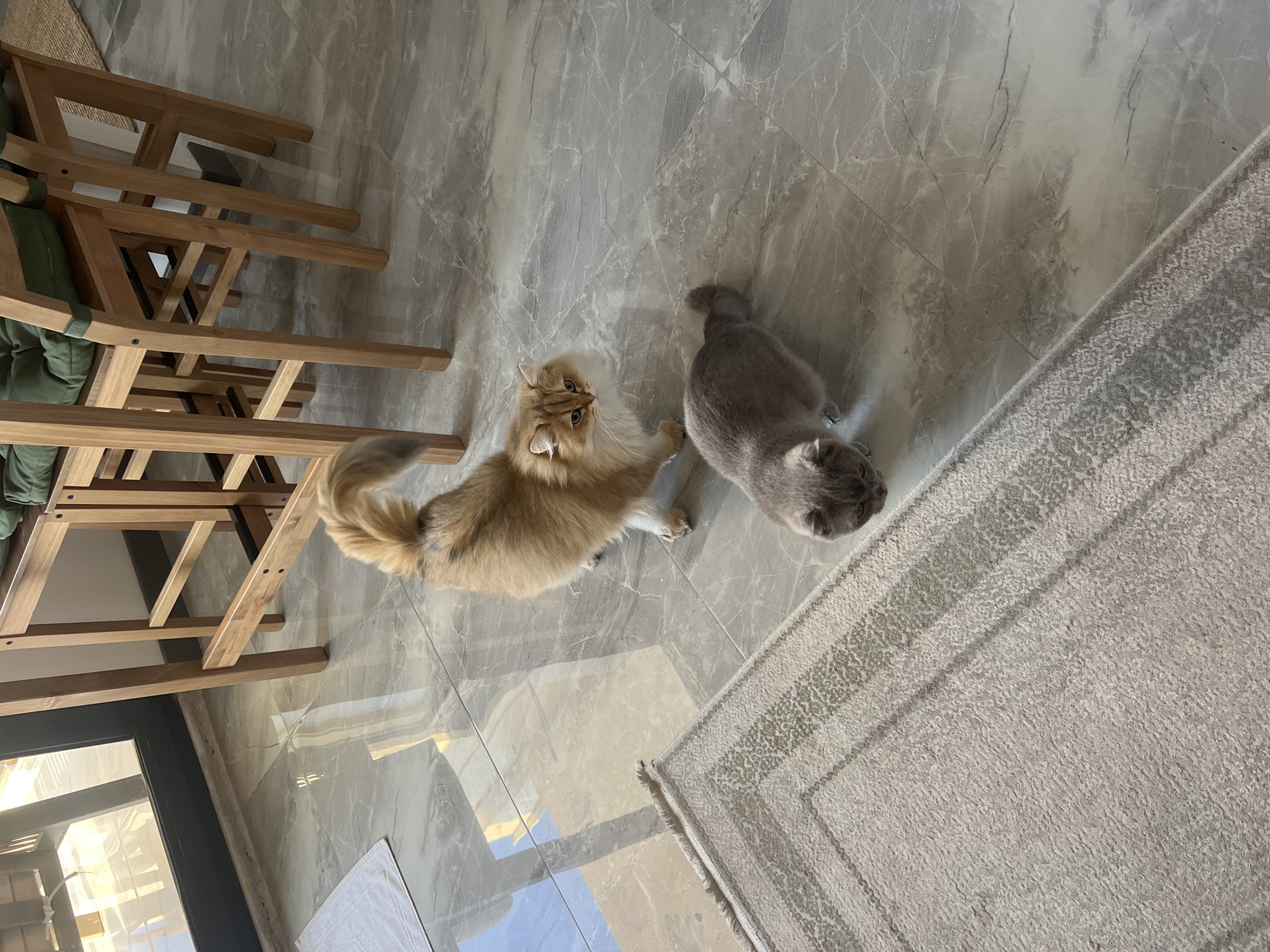 The image depicts two cats on a marble floor. One cat, with orange fur and a long, fluffy tail, stands facing the camera with its head turned to the side, showing piercing blue eyes and a white ruff. The other cat, a grey Scottish Fold with folded ears, is crouched low, facing away from the camera, with its head down. The cats are positioned near a light-colored rug with a subtle pattern and are in proximity to the legs of wooden bar stools. Sunlight streams in from a large window, creating reflections on the floor. The scene appears to be indoors, likely in a residential setting.