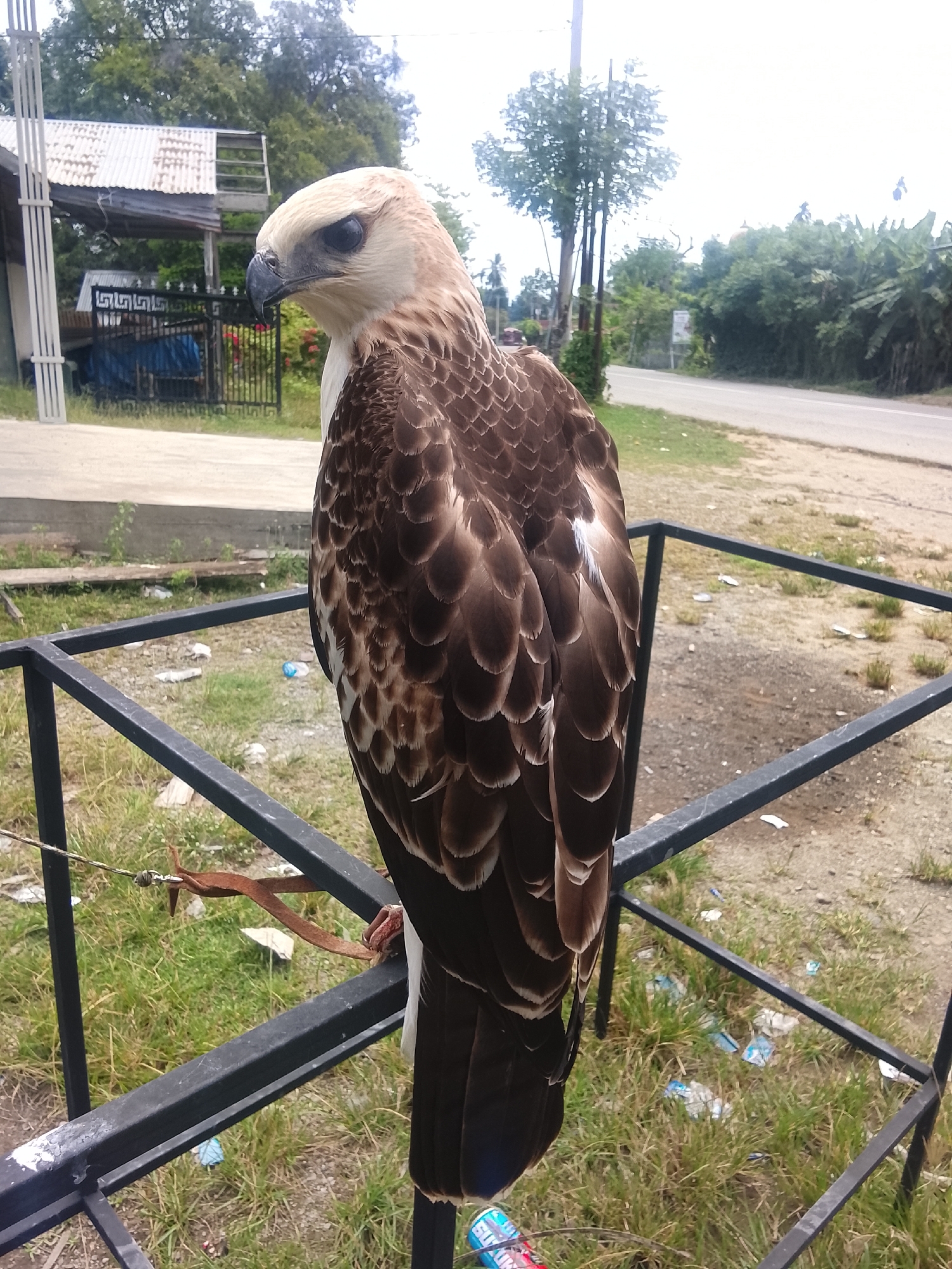 A hawk with white and brown plumage is perched on a black metal railing in Kuta Trieng, Indonesia. The hawk is facing to the left, with its head turned slightly towards the camera. Its eyes are dark and its beak is hooked. The hawk's feathers are detailed, showing individual patterns and textures. In the background, a road can be seen, with trees and buildings lining its side. The ground is covered in grass and scattered debris, including plastic bottles and wrappers. The sky is overcast, suggesting a cloudy day. The hawk appears to be tethered by a thin leather strap to the railing.