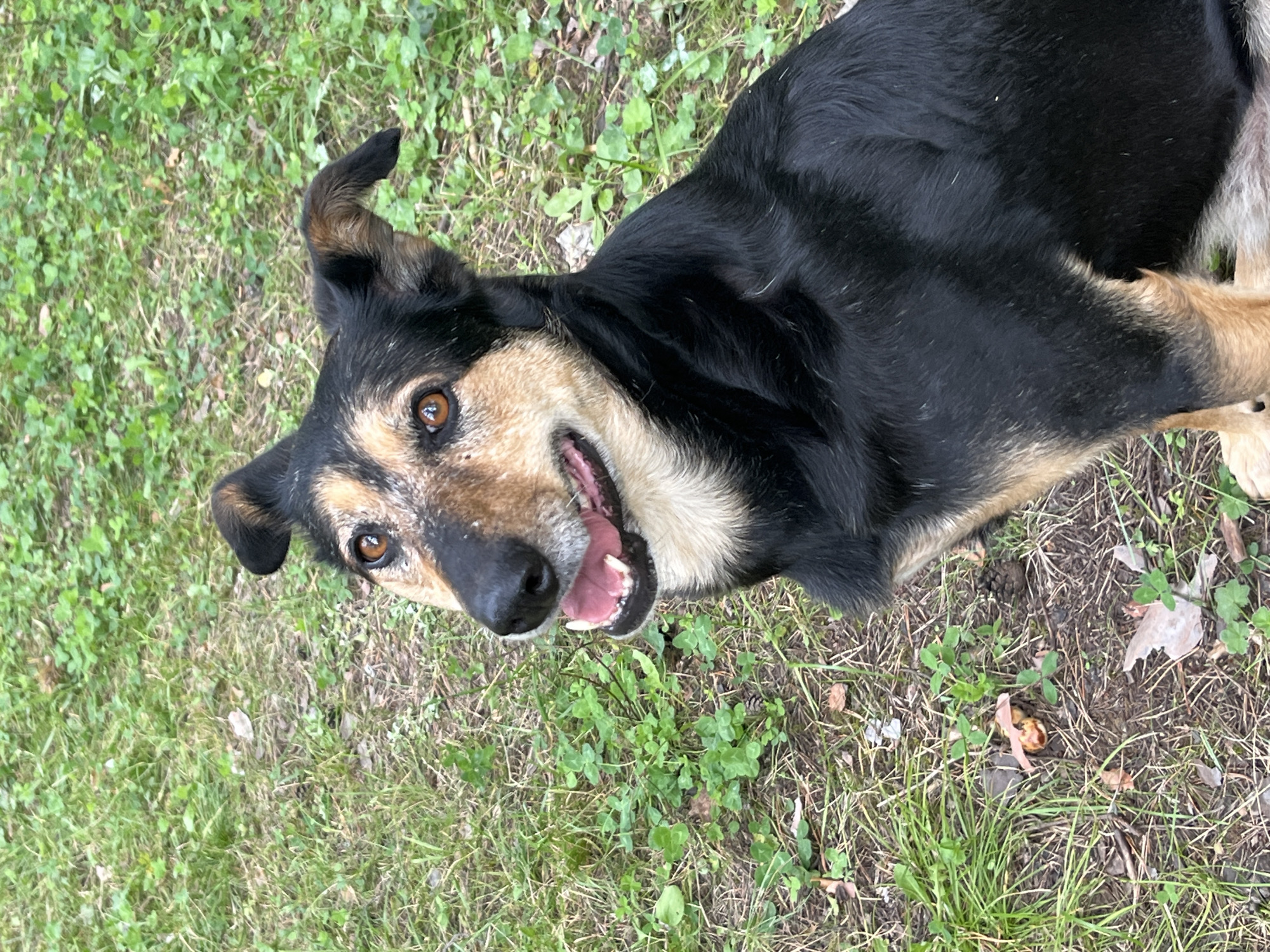 A medium-sized dog with black and tan fur is looking up and to the left with its mouth open. The dog is sitting in a grassy area with some fallen leaves and pinecones on the ground. The background is blurred green grass. The image was taken outdoors. There is no information available to determine the location in Nizhny Tagil, Russia.