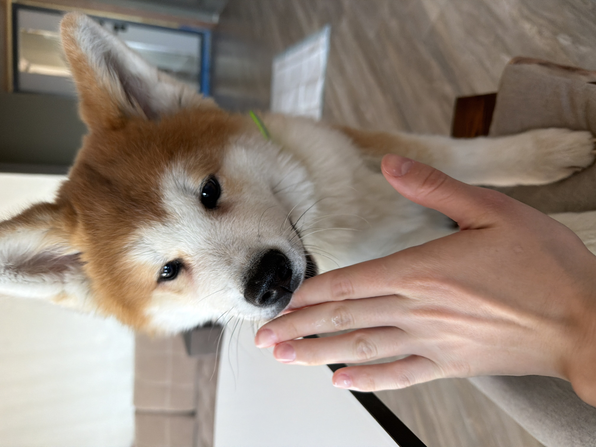 A high-angle, slightly rotated, indoor shot depicts a puppy and a human hand. The puppy has light brown fur on its head, ears, and along its back, transitioning to white fur on its face, neck, and chest. Its nose is black and wet. The puppy's mouth is near the human hand.
The human hand is light-skinned and appears to be gently touching the puppy's nose. The fingers are extended, and the fingernails are short.
The background includes a couch covered with a light tan blanket or fabric. A wooden or brown block is visible behind the couch. Part of a window frame and a window with some kind of blind are visible in the distance.
The location is potentially Chaikovsky, Russia, but there are no discernible landmarks or contextual cues that could substantiate this.