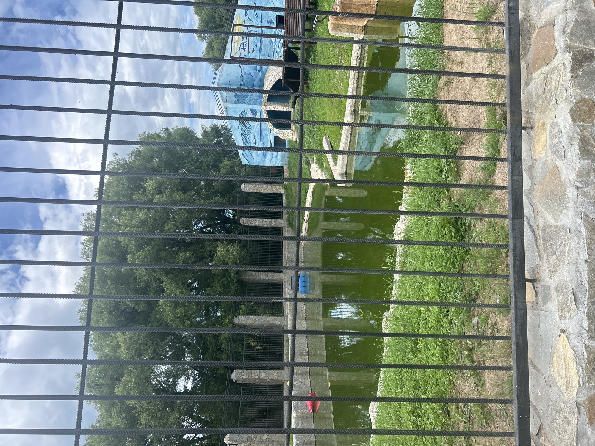 The image captures an outdoor enclosure, likely part of a zoo or wildlife park, located in the city of Bolsherechye, Russia. The scene is viewed through a dark metal grate, which runs vertically and horizontally, creating a grid-like overlay on the entire image.
In the foreground, a stone wall made of rough-hewn, irregular grey and tan stones forms the base of the enclosure. Behind this wall is a body of murky green water, possibly a pond or pool, with a light-colored stone embankment. Floating in the water are two objects: a bright red, elongated float on the left and a blue, cylindrical object on the right.
Beyond the water, a grassy area with patches of dry earth and sparse vegetation leads to a more structured part of the enclosure. This area features a stone fence with cylindrical stone pillars, topped with a black metal fence. In the background, a building with a light blue facade is visible, decorated with a mural depicting icy landscapes and icebergs. Two arched openings, framed with stone, are visible on the lower part of this building. To the right of the building, a wooden bench is situated on the grass.
Behind the enclosure, lush green trees with dense foliage dominate the background, with a bright sky with scattered clouds visible above. The overall impression is of a man-made habitat designed for animals, with elements of natural landscaping and constructed features. There are no people visible in the image.
