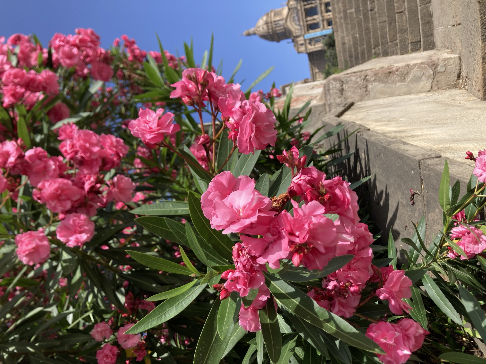 This is a close-up, eye-level shot of vibrant pink oleander flowers in bloom, with lush green leaves. The flowers are clustered on branches, some in full bloom and others as buds. In the background, on the right side of the frame, a set of stone stairs leads up to a grand building with a prominent dome, resembling the Palau Nacional, which is part of the Museu Nacional d'Art de Catalunya located on Montjuïc hill in Barcelona, Spain. The sky is a clear, bright blue. The foreground is dominated by the floral arrangement and a rough, concrete wall.