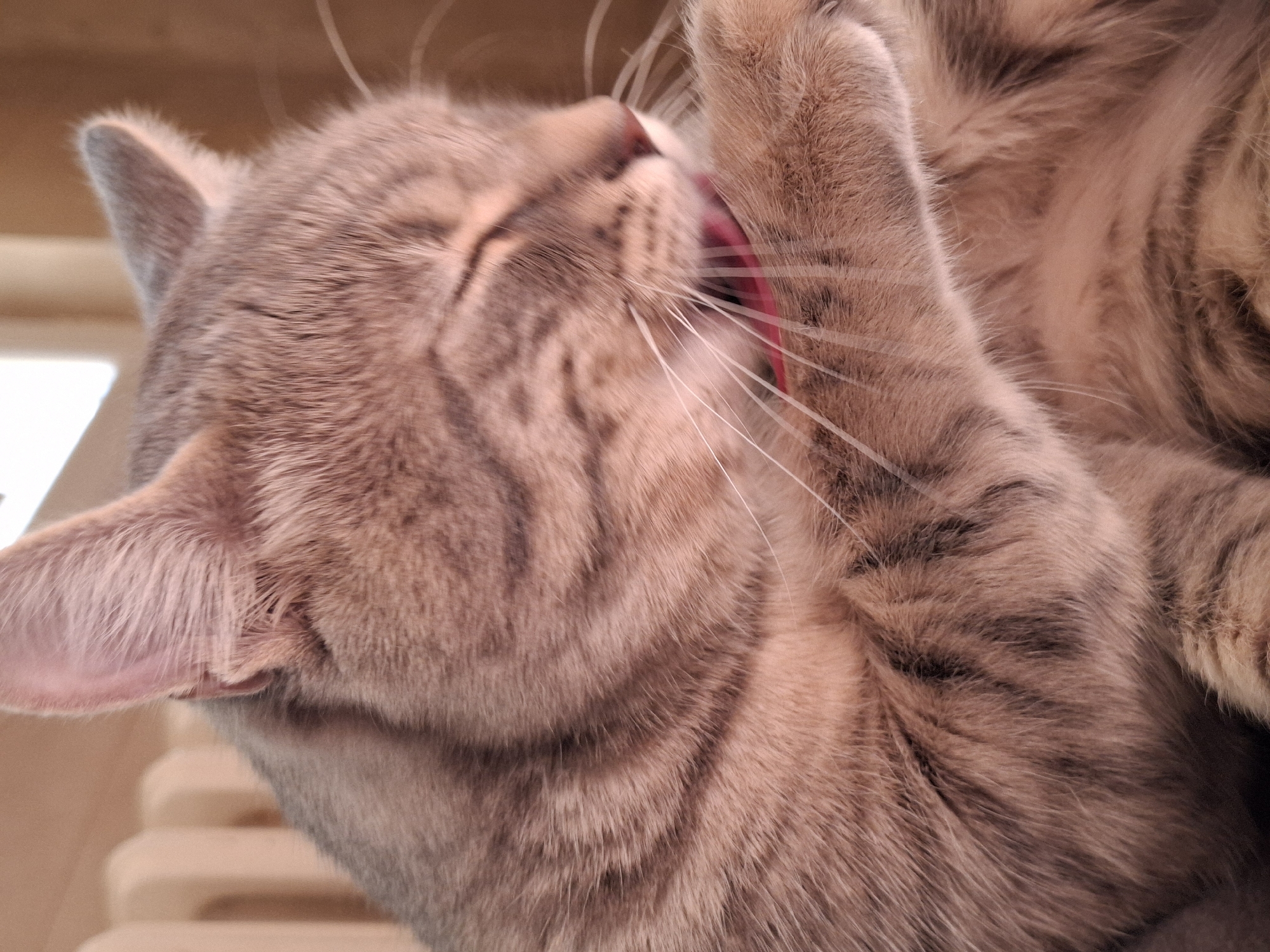 A close-up image shows a grey tabby cat grooming. The cat's head is tilted with its tongue extended, licking its paw. The cat's fur is short and patterned with dark stripes. The pink interior of the ear is visible. Thin, white whiskers are also seen. The background is out of focus and appears to be a light-colored surface. The location is Novi Sad, Serbia.