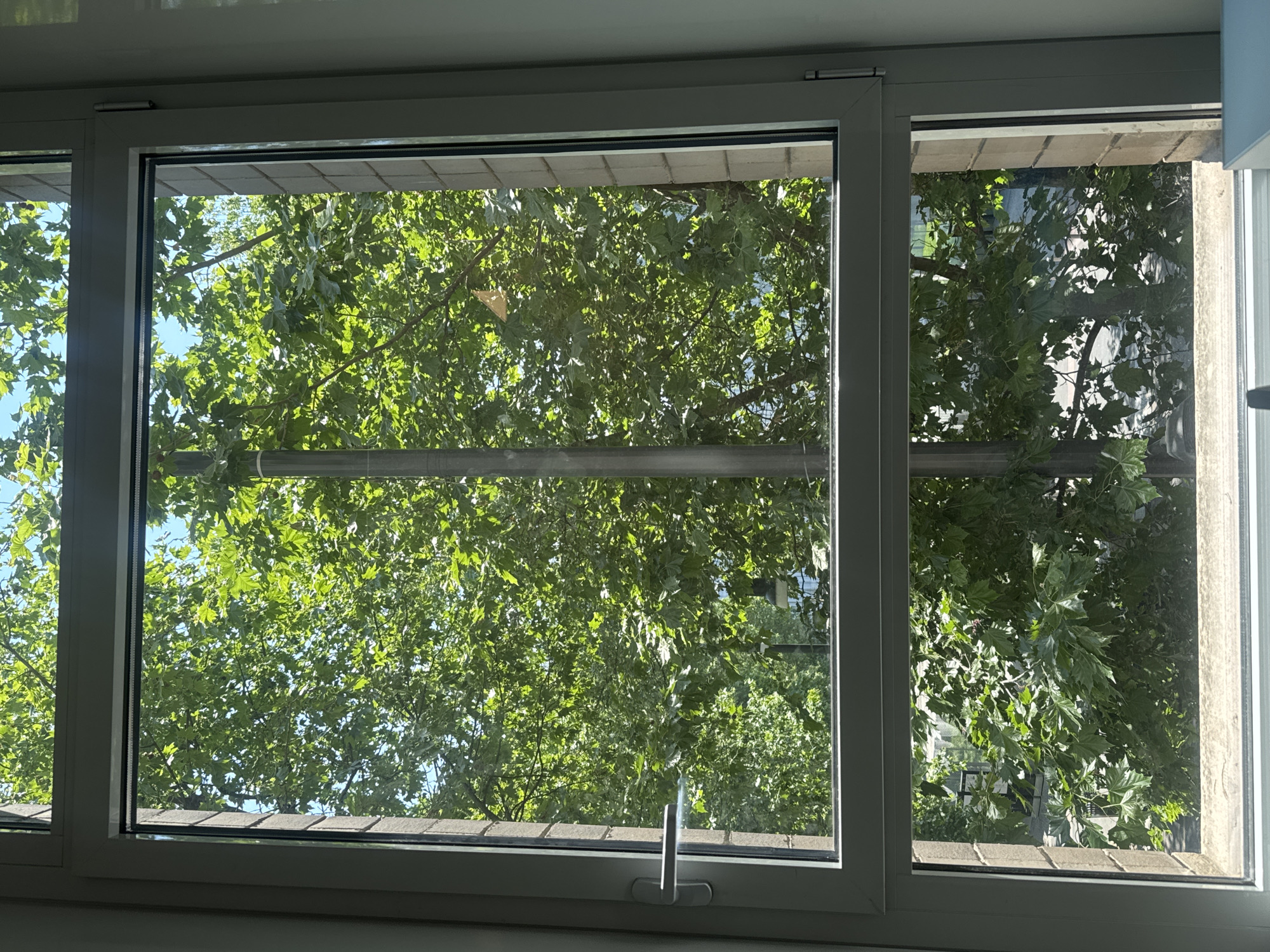 The photograph shows a window view in Milan, Italy, overlooking a densely foliated area. The window is white-framed and divided into sections. The central, larger pane offers the most unobstructed view of the greenery, while the adjacent panes show similar but more confined perspectives. A metallic pole or pipe bisects the foliage horizontally in the main pane, likely part of an external structure. The vegetation outside appears to be primarily composed of trees, with their leaves filtering the sunlight. The buildings are not visible but a building in front can be assumed. The overall scene suggests a residential or mixed-use area, where nature is integrated into the urban environment.