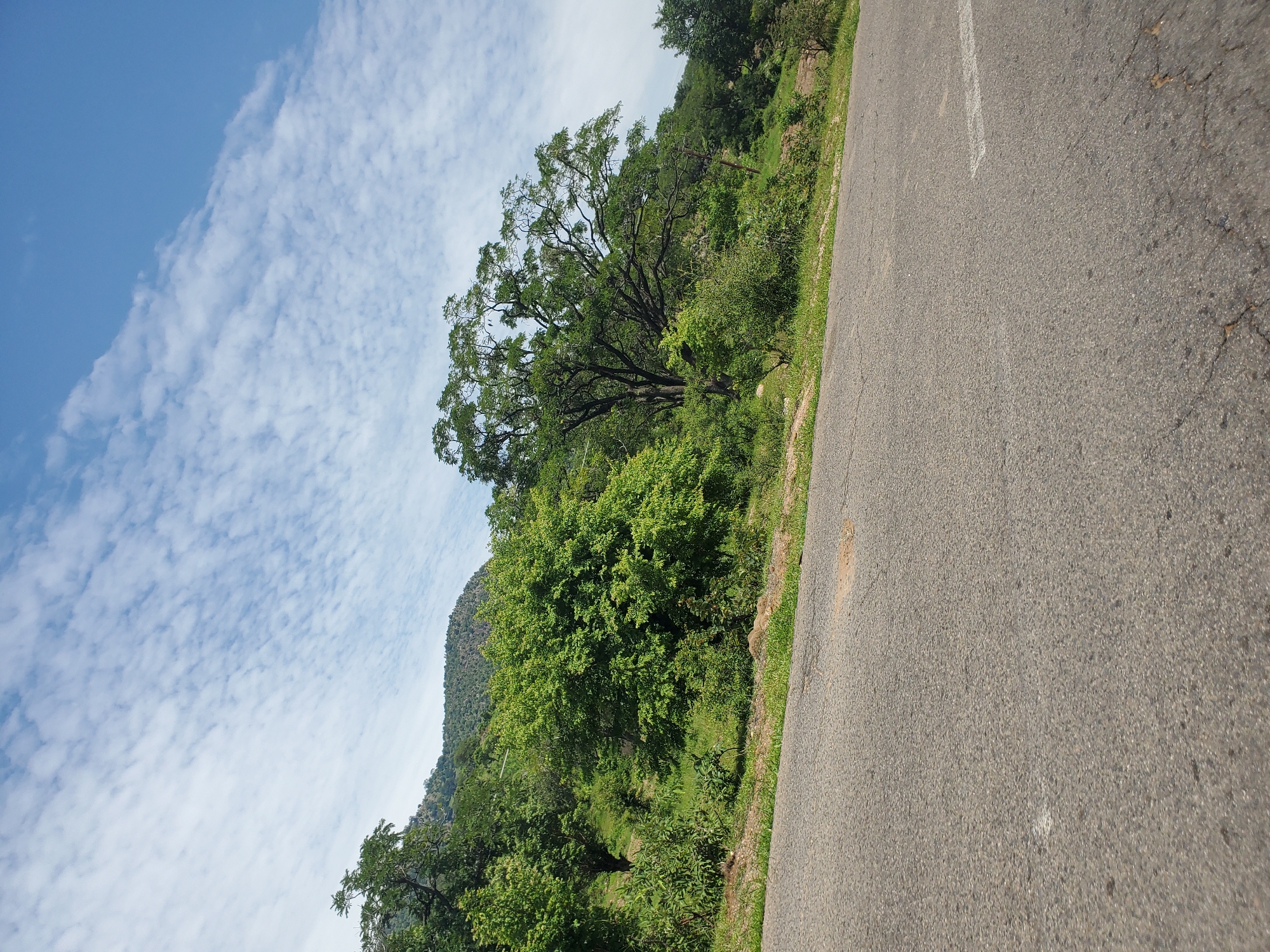 A wide-angle, downward-tilted shot captures a road curving through a lush, green landscape. The road, paved with asphalt and featuring a faint white line, occupies the right side of the frame. To the left of the road, a steep, tree-covered hillside slopes downwards, with a prominent, large tree with intricate branches in the mid-ground. The sky above is a clear blue, streaked with wispy white clouds. The scene suggests a natural, possibly rural setting. The image appears to have been taken during daylight hours, with good visibility. No people or animals are visible. The overall impression is one of a serene, undeveloped natural environment, likely in a tropical or subtropical region given the dense foliage. There is no visible text in the image.