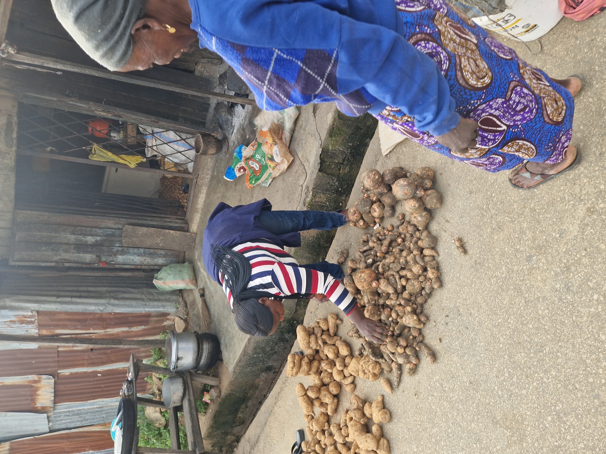In an outdoor market setting in Unknown, Unknown, two women are engaged in activities related to produce. A woman in a blue and white striped shirt and blue jeans is bending over a pile of root vegetables, likely yams or similar tubers, arranging them on the ground. She has long, braided hair. To her right, another woman, wearing a blue sweatshirt and a vibrant purple and white patterned skirt, is facing away from the camera and looking towards the vegetables. She has a head covering on and is wearing gold earrings.
The environment appears to be a roadside stall. In the background, there is a corrugated metal structure, possibly a building or stall, with a wooden table and large metal pots to the left. Several bags of produce are visible near the structure. The ground is paved with concrete. The scene is lit by natural daylight.