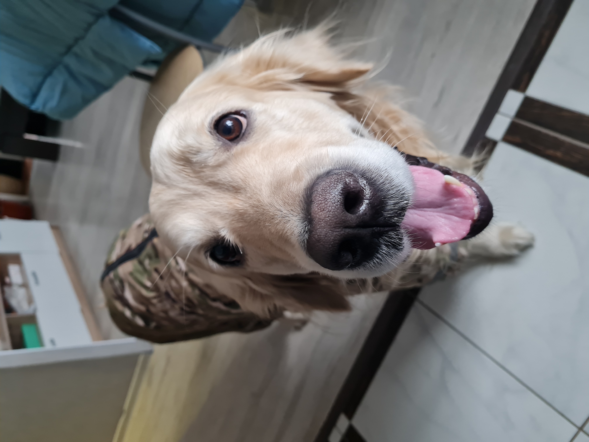 A golden retriever dog is looking up at the camera with its mouth open, panting. The dog is wearing a camouflage-patterned vest. The background includes a tiled floor with dark brown accents, a blue cushion on a chair, and a white cabinet. The location is Chaikovsky, Russia.