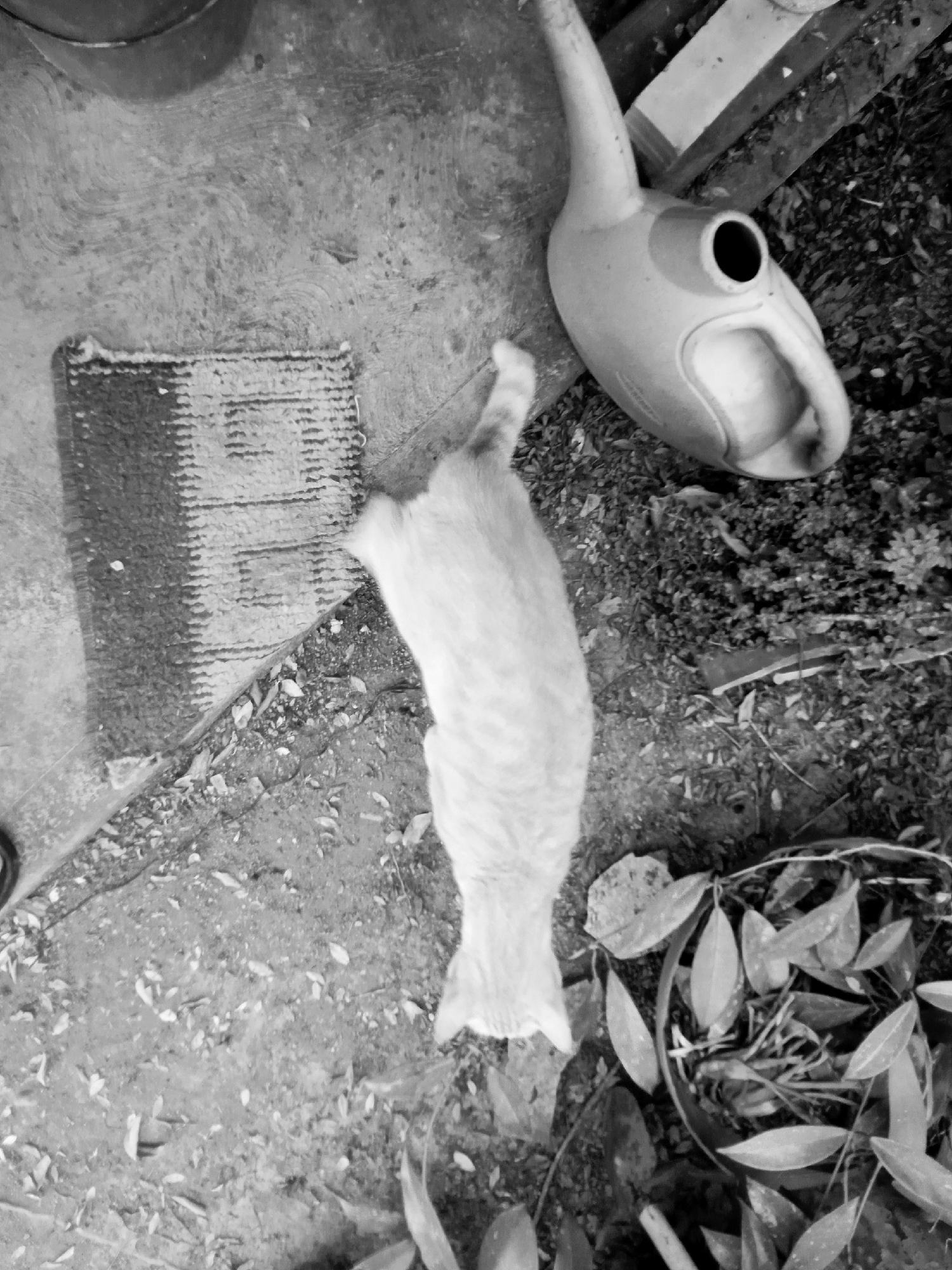 A grayscale image shows a view of the ground outdoors, potentially a backyard or garden area. An orange tabby cat stands with its back to the camera. Nearby is a watering can. A small mat sits next to the cat. A pot of plants is visible in the lower right corner. Debris covers the ground. The location of Montalbán, Venezuela cannot be determined from the information in the image.
