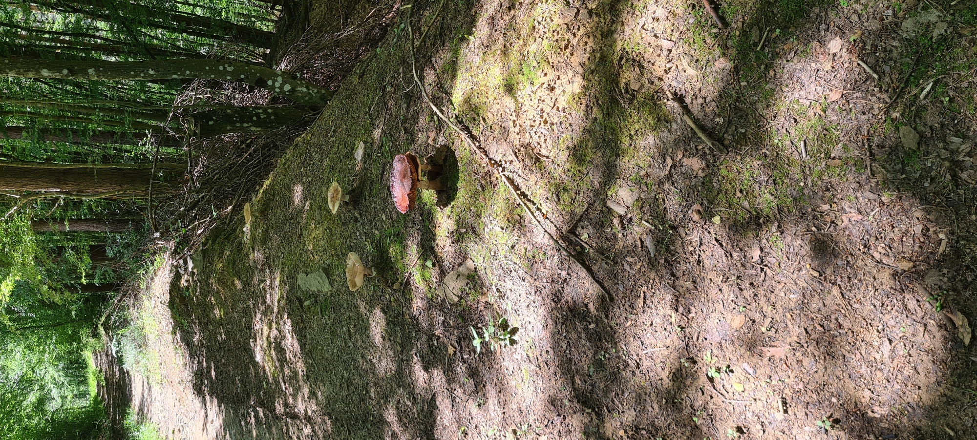 The image depicts a forest path in Lopian, Bulgaria, bathed in dappled sunlight. The path itself appears to be made of dirt and is bordered by trees and undergrowth. Several mushrooms are visible along the edge of the path, with one prominent, large, reddish-brown mushroom in the foreground. The overall environment suggests a natural, wooded setting.