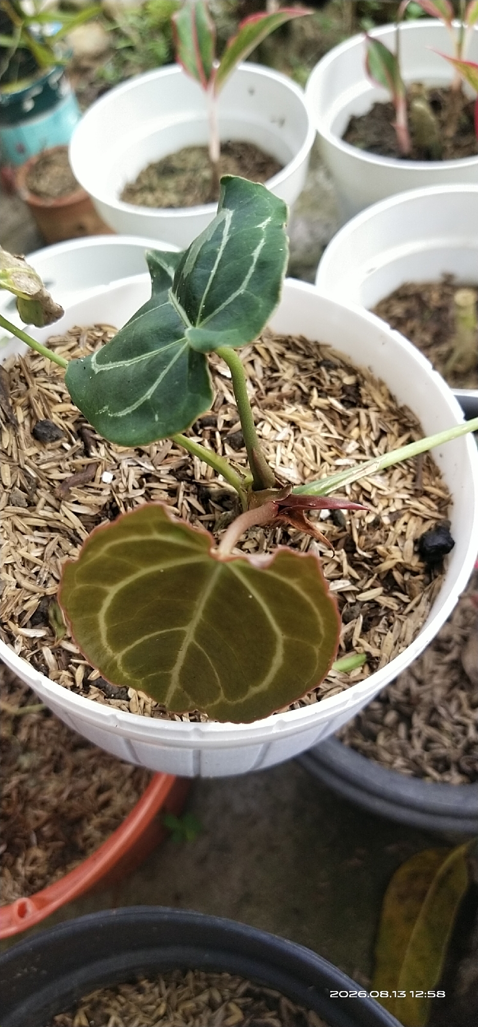 In Matabu, Indonesia, a close-up shot focuses on two young plants in white pots. The plant in the foreground has two leaves: one is dark green with lighter green veins and is pointed upwards, while the other, positioned lower, is a reddish-brown with prominent lighter veins and is curving downwards. Both leaves show signs of damage, with small holes and ragged edges. The plants are rooted in a bed of light brown, shredded material. Behind these, other potted plants are visible, some in white pots and one in a light blue, decorative pot. The background is blurred, suggesting an outdoor setting with foliage. The overall scene depicts a small collection of plants in a garden or nursery environment.