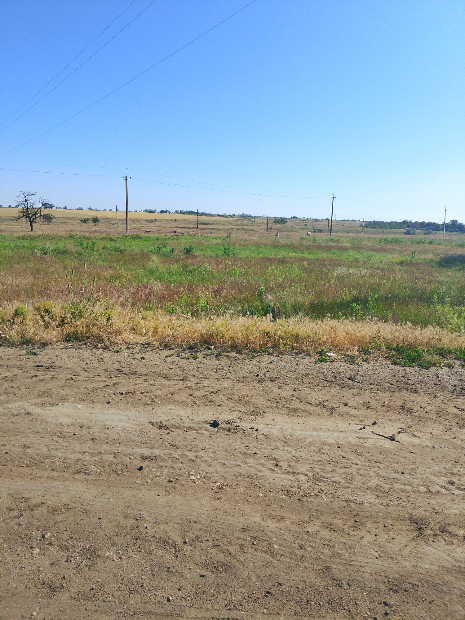 The image depicts a rural landscape in the city of Dobra Krynytsia, Ukraine, on a clear, sunny day. The foreground is dominated by a dirt road with visible tire tracks. Beyond the road, a field stretches out, covered in a mix of dry, golden grasses and vibrant green vegetation. Several utility poles with power lines are scattered across the field, stretching towards the horizon. In the distance, the landscape appears more cultivated, with patches of yellow fields and some scattered trees. A few dark-colored shapes, possibly animals or hay bales, are visible in the mid-ground of the field. The sky is a clear, bright blue, with no clouds present. The overall impression is one of open, rural countryside under a summer sky.