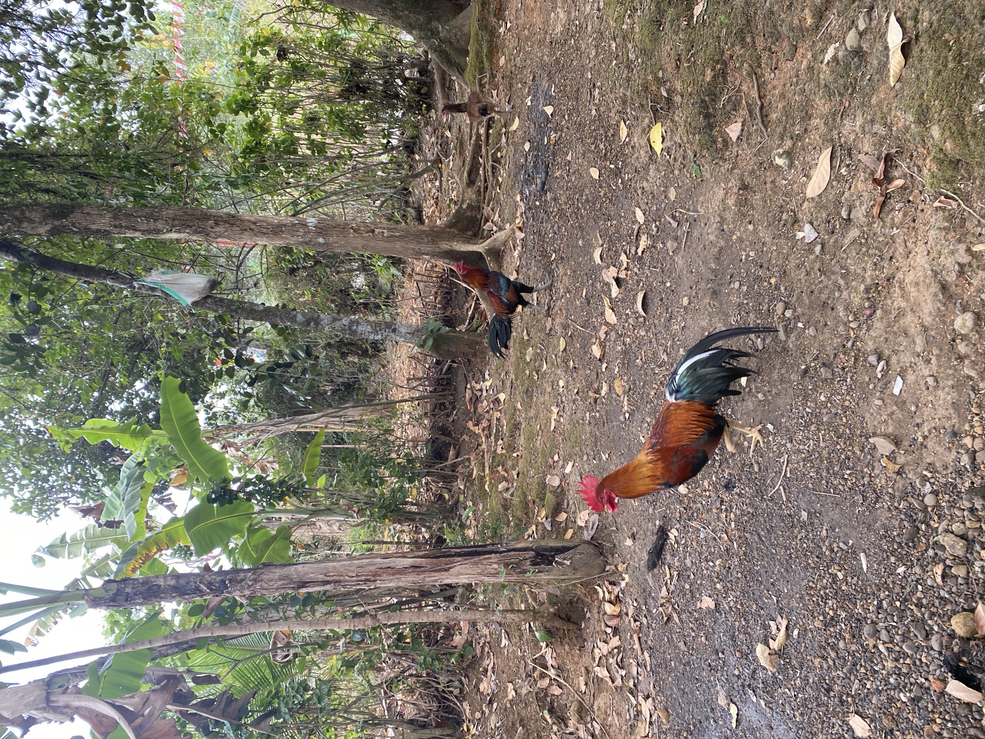 Two roosters are present in the foreground of the image. The rooster on the left is facing the left side of the frame and is predominantly brown with green and black tail feathers. The rooster on the right is facing away from the camera and is brown with a black tail. The ground is covered with dirt, small stones, and fallen leaves. The environment is a rural, outdoor setting with trees and banana plants visible in the background. There is a white bag hanging from a tree branch in the upper center of the image. The scene appears to be a natural, uncultivated area. The image was taken in Gumelar Kidul, Indonesia.