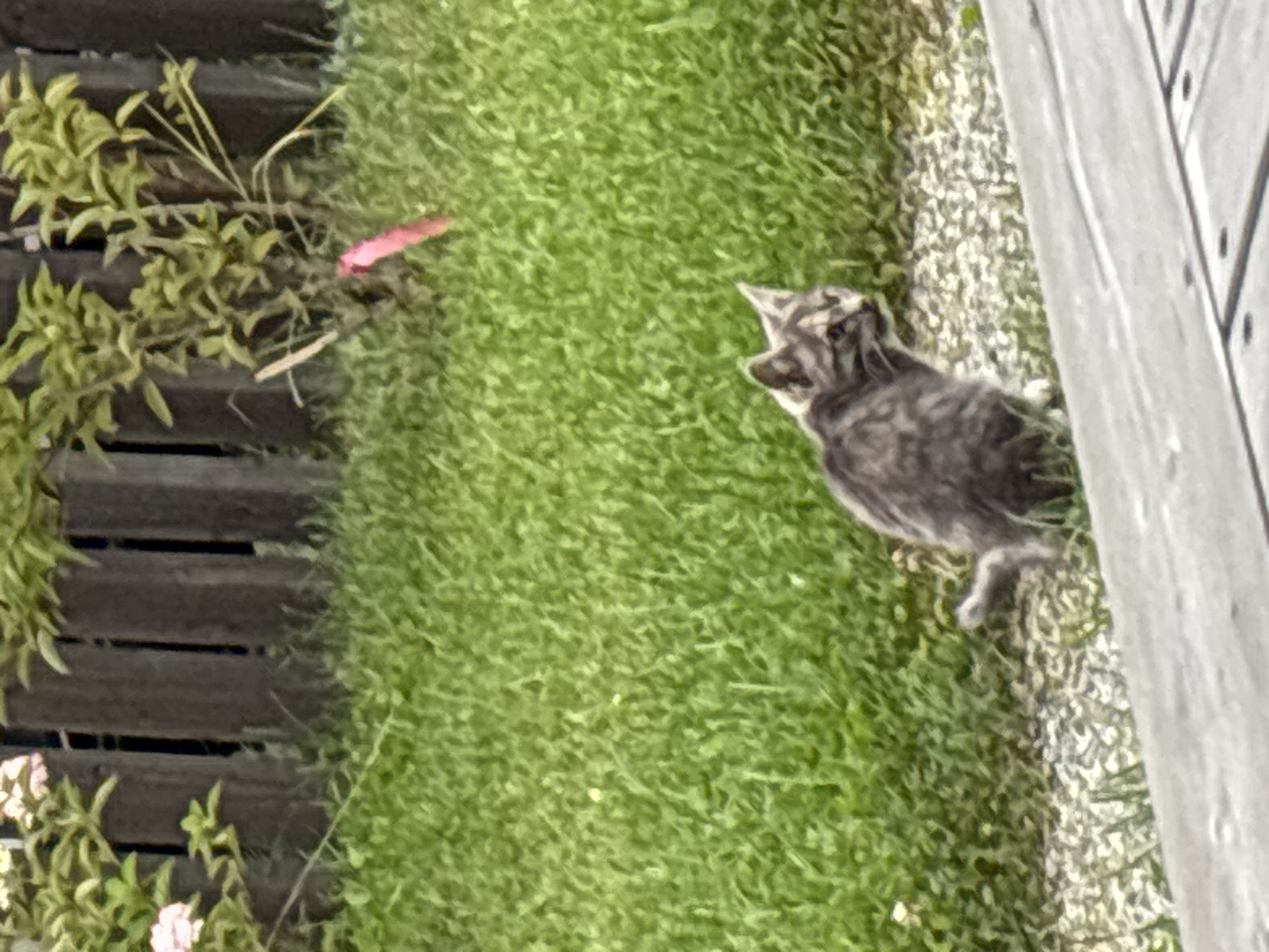 A gray tabby kitten is sitting on gravel near a wooden deck. The kitten is facing to the right. In the background, there is green grass and a wooden fence. There are also some plants, one with pink flowers, and a pink ribbon tied to a branch. The scene appears to be outdoors.