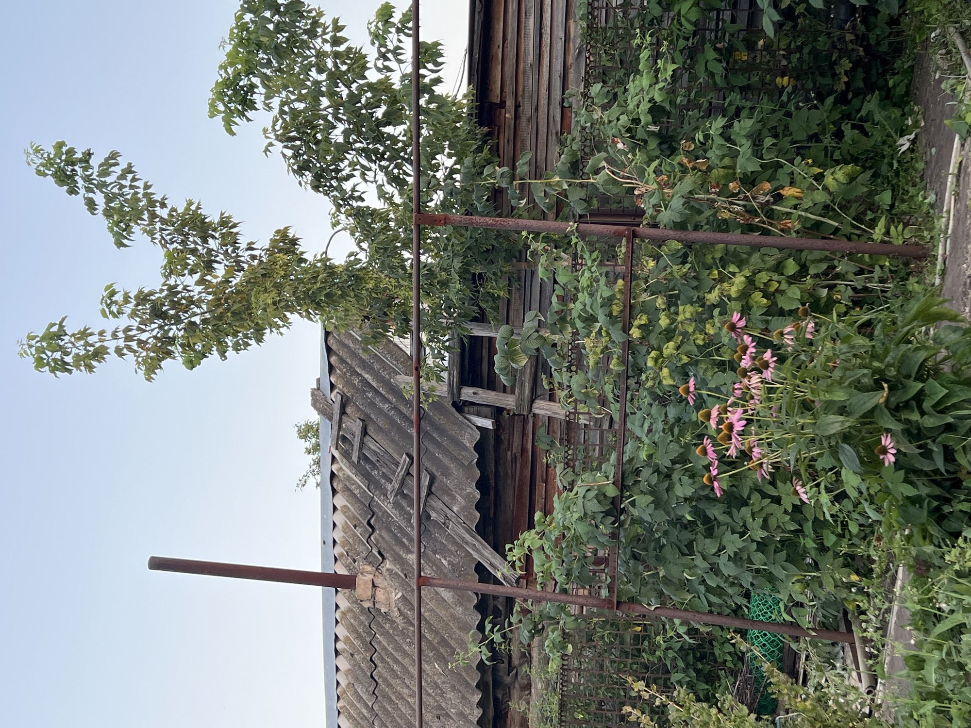 In Lopatino, Russia, a rustic scene unfolds against a pale sky. The focal point is a weathered wooden building, its structure partially obscured by dense green foliage and a rusty metal fence. The building's roof, made of corrugated material, shows signs of age, with wooden planks haphazardly placed on top. A dark metal pipe stands vertically near the left side of the roof.
In the foreground, a cluster of pink coneflower (Echinacea purpurea) blooms adds a touch of color. These flowers, with their distinctive cone-shaped centers, are surrounded by lush green leaves and plants. The ground is covered with loose soil and scattered debris, suggesting a rural or garden setting. The overall impression is one of a simple, lived-in space, blending natural elements with man-made structures.