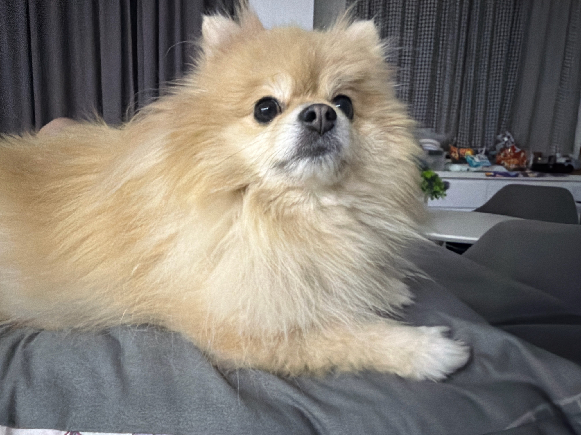 The image shows a close-up of a fluffy, light-colored Pomeranian dog lying on a dark gray surface, likely a bed or couch. The dog is facing slightly to the left, with its head tilted upwards. Its eyes are dark and alert, and its nose is black. The background consists of dark gray curtains on the left and a checkered curtain or wall covering on the right. A shelf with various items, possibly snacks and toys, is visible in the far right background, against a white surface that may be a cabinet or dresser. The overall environment appears to be indoors, in a domestic setting. There is no indication of the city of Tbilisi, Georgia, or any other specific geographical location.