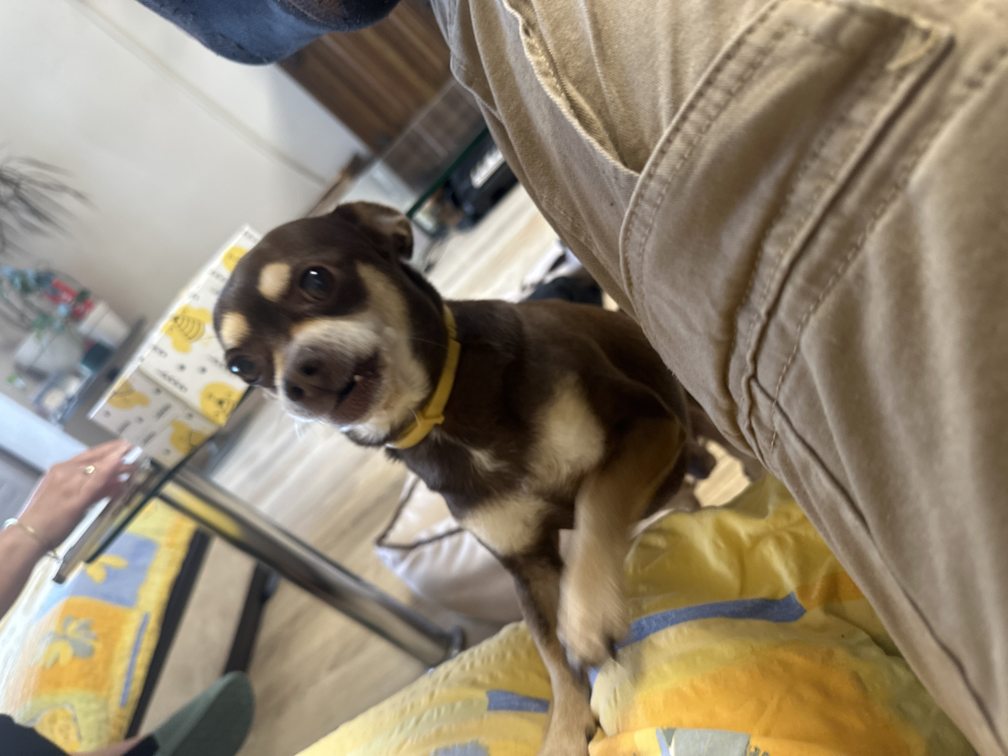 The image captures a close-up, low-angle view of a small brown and tan Chihuahua dog standing on its hind legs, reaching towards the camera. The dog is wearing a bright yellow collar and its mouth is slightly open, as if it's about to bark or pant. In the foreground, the lap and upper legs of a person wearing tan cargo pants are visible, partially obscuring the dog. The background shows a blurred scene with a glass-topped table, a patterned yellow and blue cushion or blanket, and a glimpse of furniture. The overall lighting is bright, suggesting an indoor setting, possibly a living room. The specific location in Sofia, Bulgaria cannot be determined from the provided image.