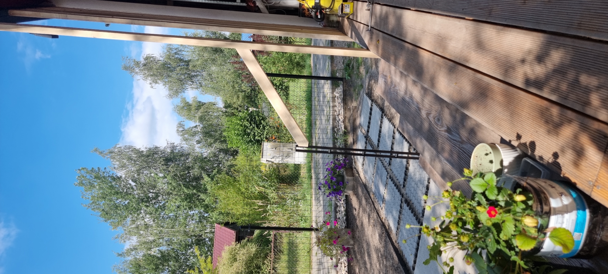 The image depicts an outdoor scene on a sunny day, likely in the city of Szczaki, Poland, given the metadata. In the foreground, a wooden deck occupies the right side of the frame, with the textured surface of the planks visible. A potted strawberry plant with small red flowers and green leaves sits on the deck. To the left of the deck, a pathway made of grey interlocking pavers is laid out on a bed of dark soil. Beyond the pathway, a black metal fence encloses a yard.
In the yard, two planters containing purple petunia-like flowers are visible. Further back, a small wooden structure with a red roof is partially obscured by dense green foliage and trees. A grey electrical box or utility cabinet stands near the fence. The background is filled with a variety of trees, including birch trees with white bark, and a clear blue sky with scattered white clouds. The overall impression is that of a garden or backyard setting.
