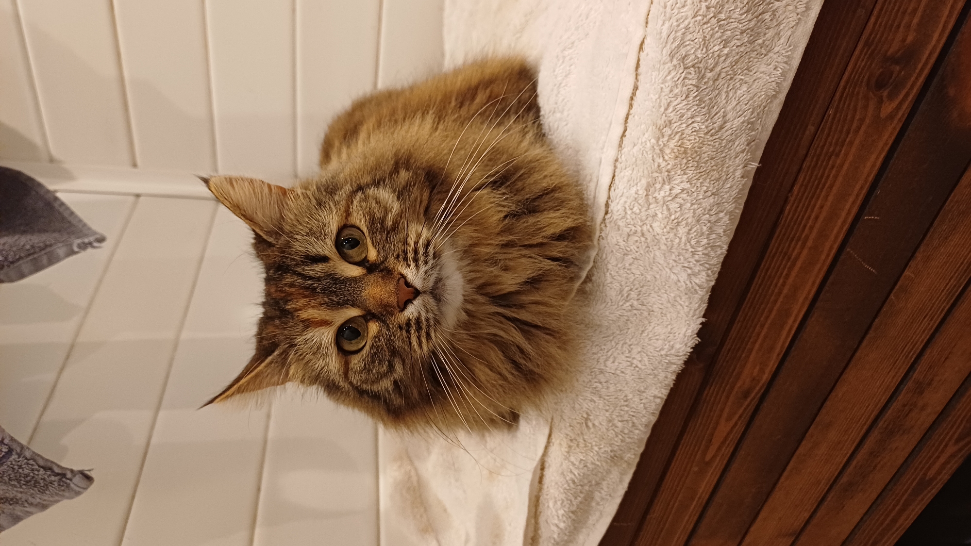A tan and brown tabby cat with long fur and whiskers is resting on a fluffy white towel. The cat is looking up at the camera with alert eyes. The towel is draped over a dark wooden surface. The background consists of white tiled walls. The location is indoors, details regarding the city of Timokhovo, Russia are not present.