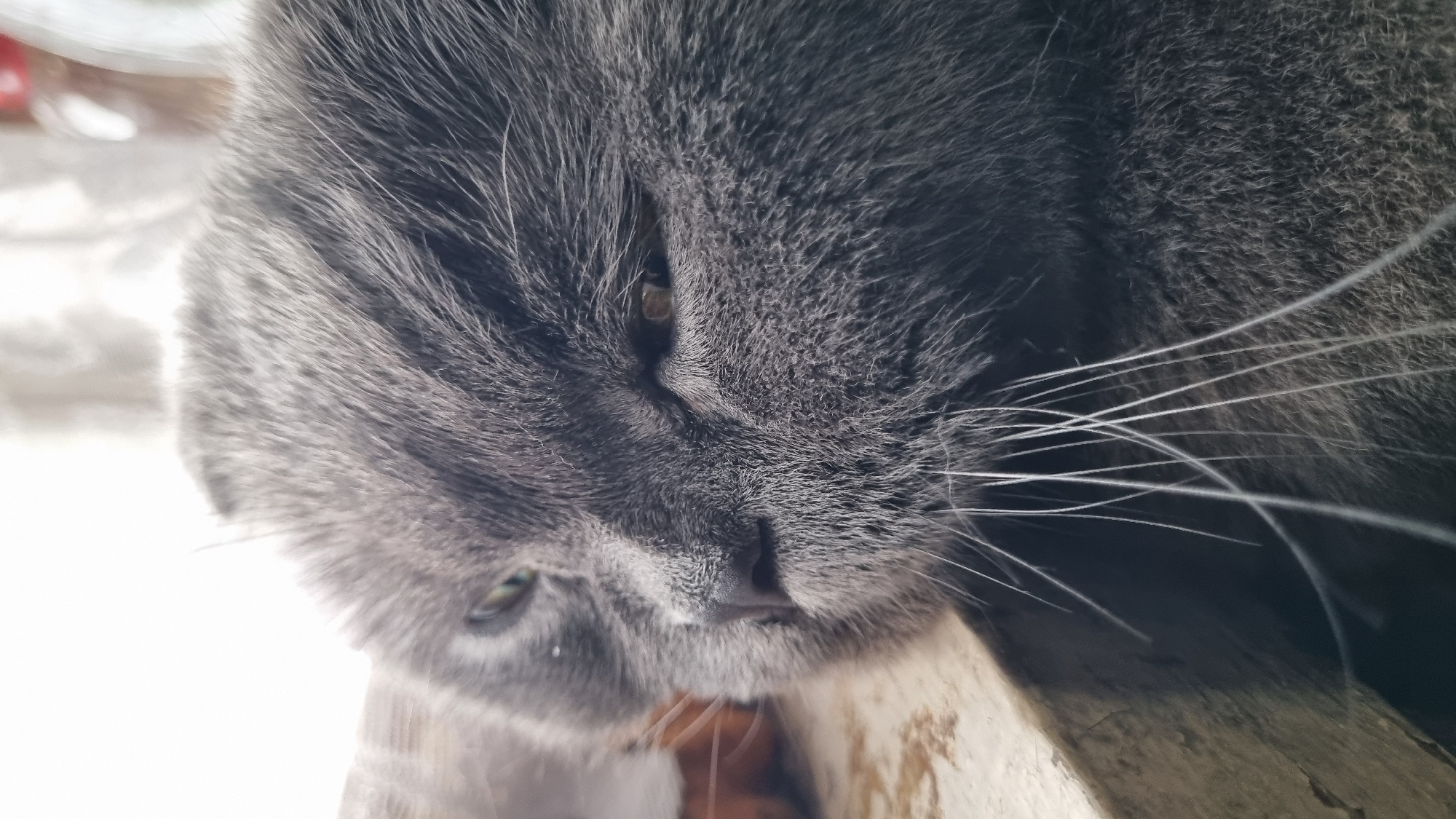 The image is a close-up shot of a grey cat's face, resting on a light-colored, rough surface. The cat's eyes are partially closed, giving it a sleepy appearance. Its whiskers are long and white, fanned out across its face. The background is blurred and appears to be an indoor setting with some light filtering in from a window. There are no people or specific landmarks visible that would indicate a location in the city of Vysokoe, Russia.