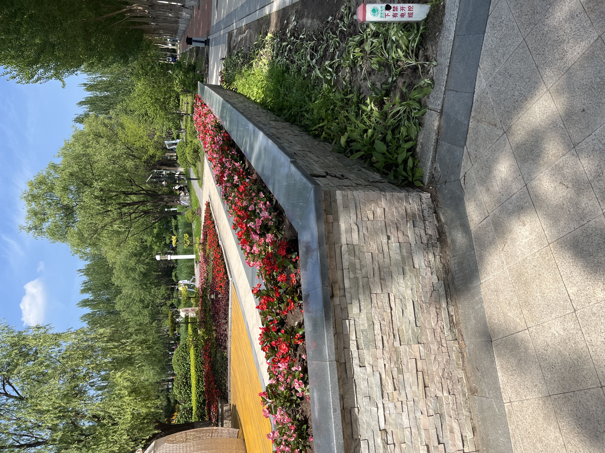 The image captures a sunny day in a park, likely located in Changchun City, China, given the context of the request. The foreground features a raised flower bed constructed with stacked light-colored stone blocks, topped with a dark gray stone coping. This bed is filled with vibrant red and pink begonia flowers. To the right of the flower bed, a pathway with light gray square paving stones is visible, interspersed with shadows from overhead trees. Beyond the paving stones, there is a patch of ground with green leafy plants, and a white sign with red Chinese characters indicating "Underground cable, no digging."
In the midground, a paved path runs alongside more flower beds filled with red and dark red plants. Further back, a wooden deck area with a yellow surface is partially visible on the left. The park is lush with green trees, including willow trees with drooping branches and a line of tall, slender trees along the right side. Several people are casually strolling or sitting in the park, enjoying the outdoors. The sky is blue with scattered white clouds. The scene conveys a tranquil and well-maintained urban park environment.