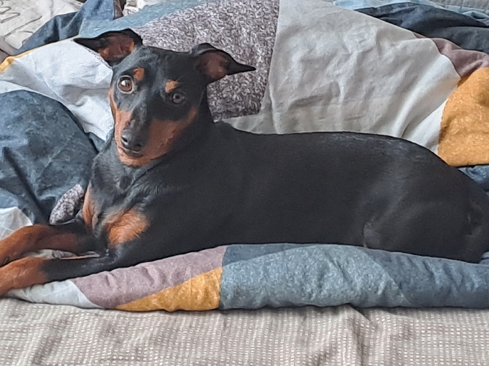 A black and tan dog, consistent with a Miniature Pinscher or similar breed, is observed lying on a bed in a room located in Minino, Russia. The dog is positioned on its belly, facing left, with its head turned directly towards the viewer, exhibiting an alert and focused gaze. Its ears are erect and pointed upwards. The animal rests upon a multi-colored patchwork duvet or comforter, which features segments of dark blue, light blue, white, gray, yellow-orange, and purple-pink fabrics. Beneath this top layer, a lighter gray, subtly textured sheet covers a mattress. No other persons or significant objects are visible within the immediate scene.