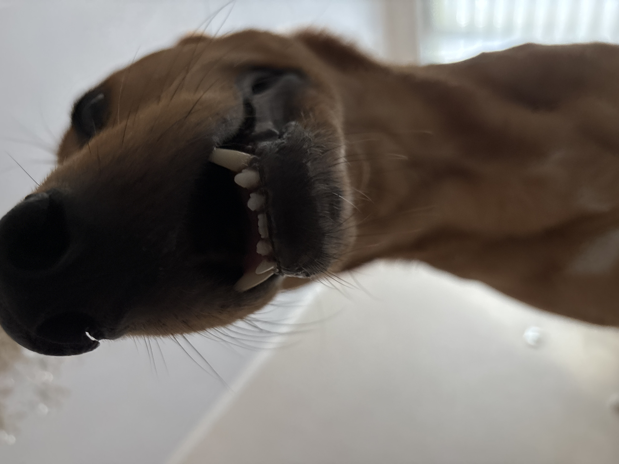 An extreme close-up shot captures the lower snout and mouth of a tan-colored dog. The dog's nose is a dark, rich black. Its mouth is slightly open, revealing several sharp, white teeth. Fine, dark whiskers extend from its muzzle, and a hint of bristly fur is visible on its chin. The background is a blurred, light-colored surface, possibly a ceiling, with faint circular shapes, potentially indicating lights or reflections. The overall lighting is soft and diffused. The image does not contain any information to determine its location in Saint Petersburg, Russia.