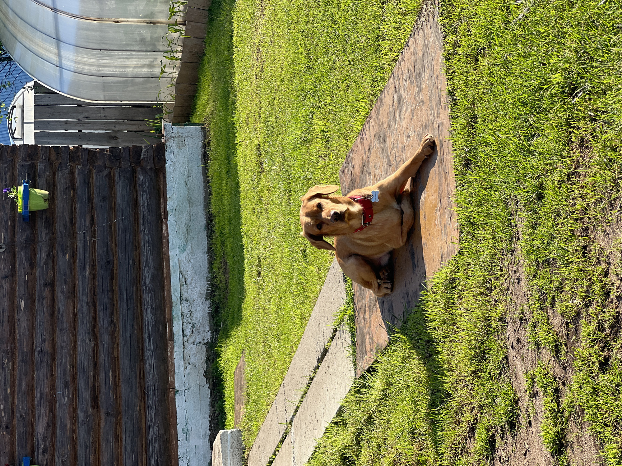 A light brown dog, possibly a Labrador mix, is the central subject of this sunny outdoor scene, lying relaxed on a wooden pathway. The dog wears a red collar with a white, bone-shaped tag and is looking towards the viewer with a calm expression.
The setting appears to be a garden or yard in Chaikovsky, Russia, bathed in bright sunlight. A wide, plank-like wooden pathway runs diagonally across the image, bordered on both sides by lush, vibrant green grass. Distinct shadows from the dog and surrounding elements indicate a sunny late morning or afternoon.
To the left of the pathway, a dark wooden log fence stands, with a small green hanging pot containing purple flowers attached to it. A white, somewhat weathered concrete or painted border separates the fence from the grass. Further into the mid-ground on the left, an additional grey concrete path or curb is visible, running parallel to the main wooden path. In the upper left background, a large, semi-circular structure, likely a greenhouse or a covered tunnel, can be seen with a light-colored, possibly plastic or metallic, exterior. The overall atmosphere is peaceful and bright. No legible text is visible in the image.